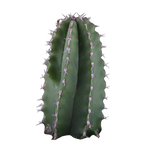 Euphorbia handiensis (WA Prohibited)