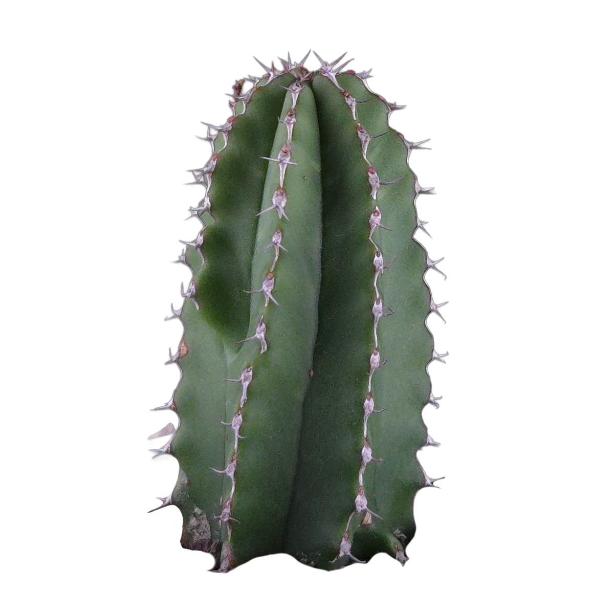 Euphorbia handiensis (WA Prohibited)