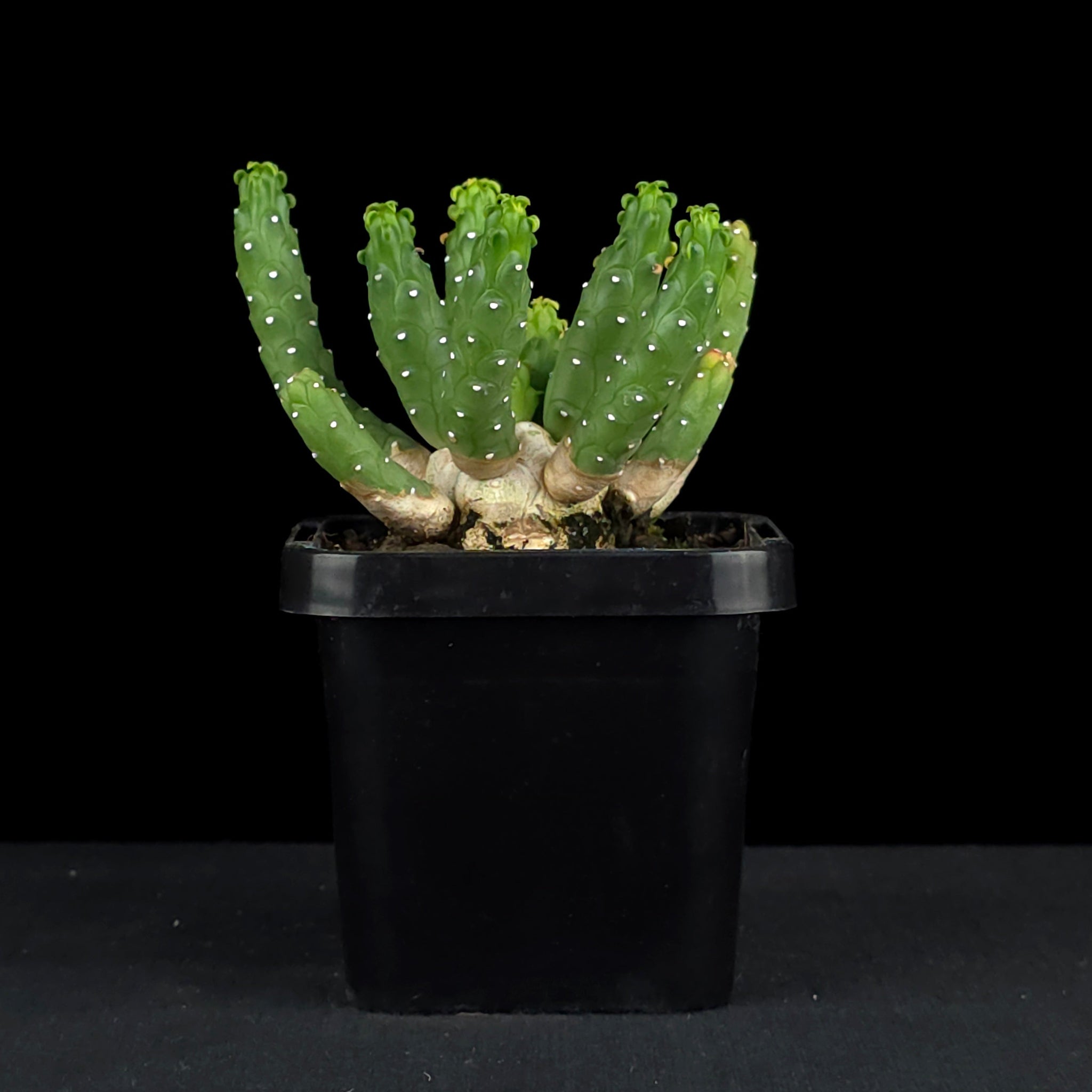 Euphorbia inermis (WA Prohibited)