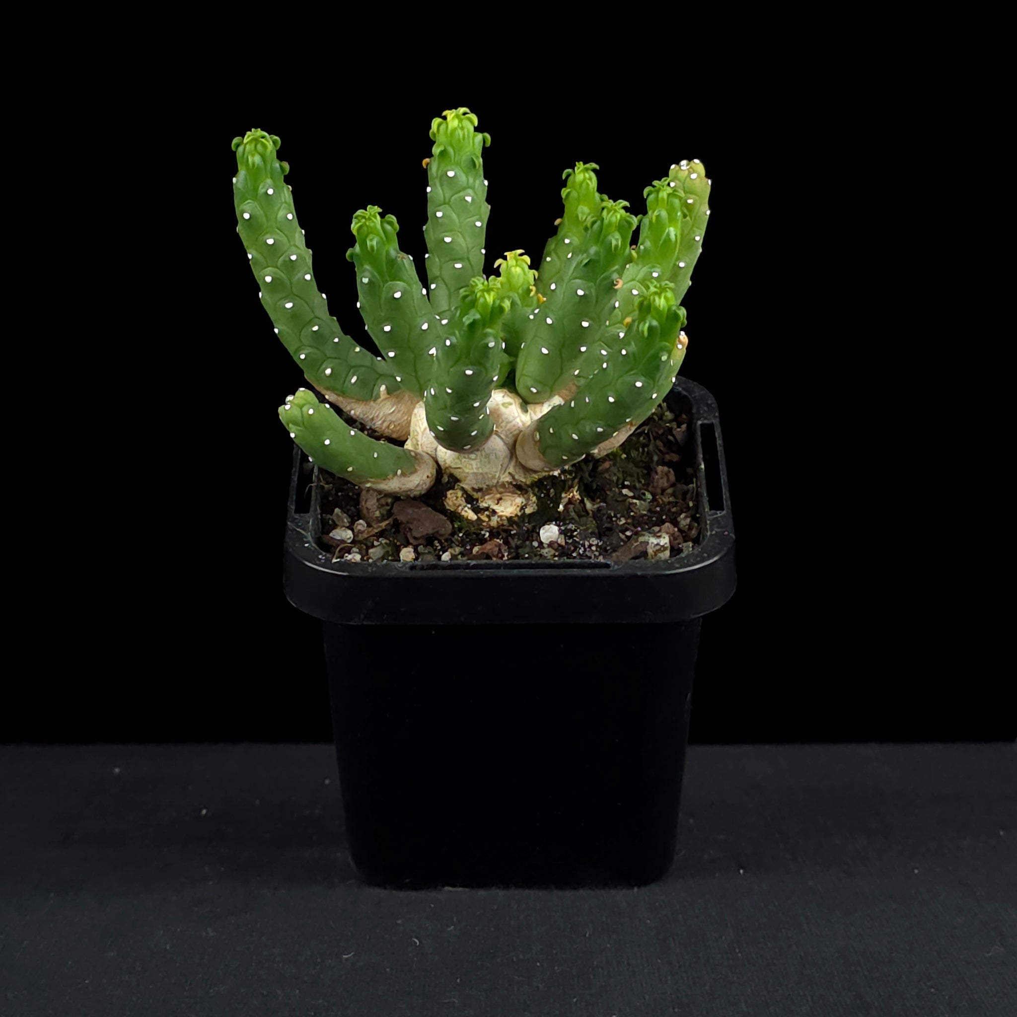 Euphorbia inermis (WA Prohibited)