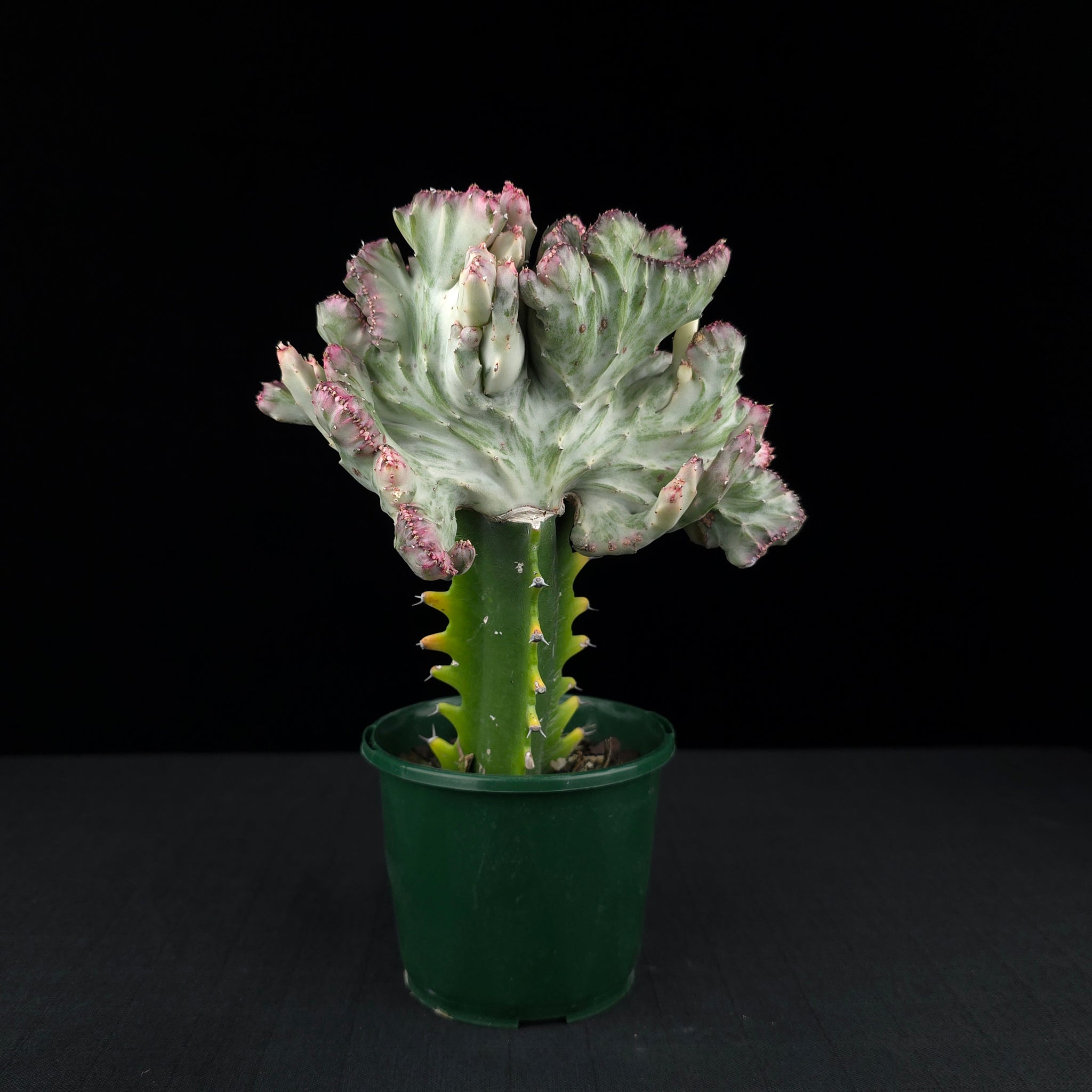 Euphorbia lactea 'Cristata Variegata' - The Coral Cactus (WA Prohibited)