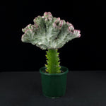 Euphorbia lactea 'Cristata Variegata' - The Coral Cactus (WA Prohibited) - One Off Specials