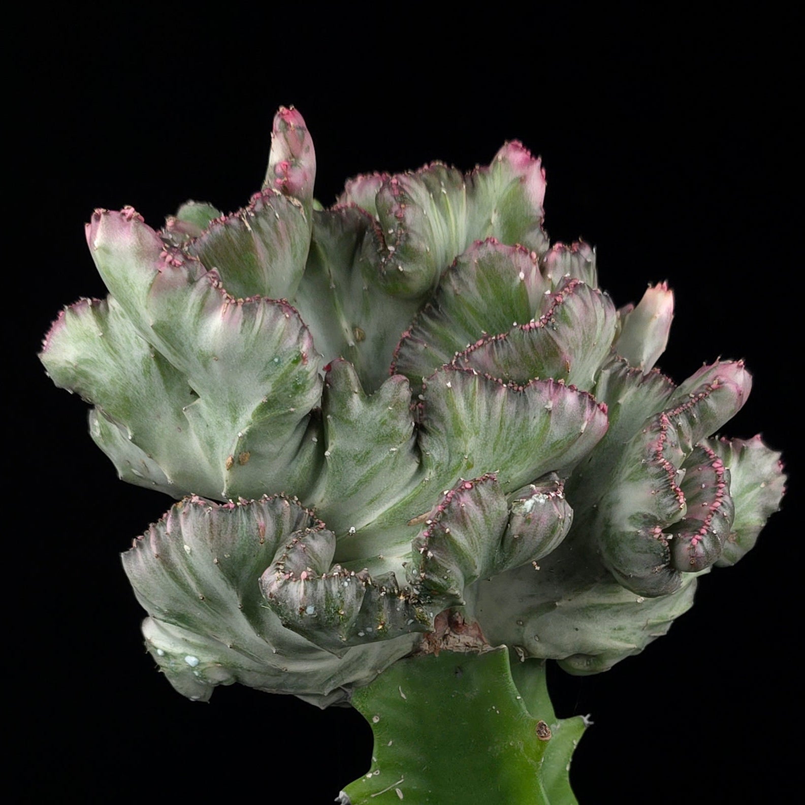 Euphorbia lactea 'Cristata Variegata' - The Coral Cactus (WA Prohibited)