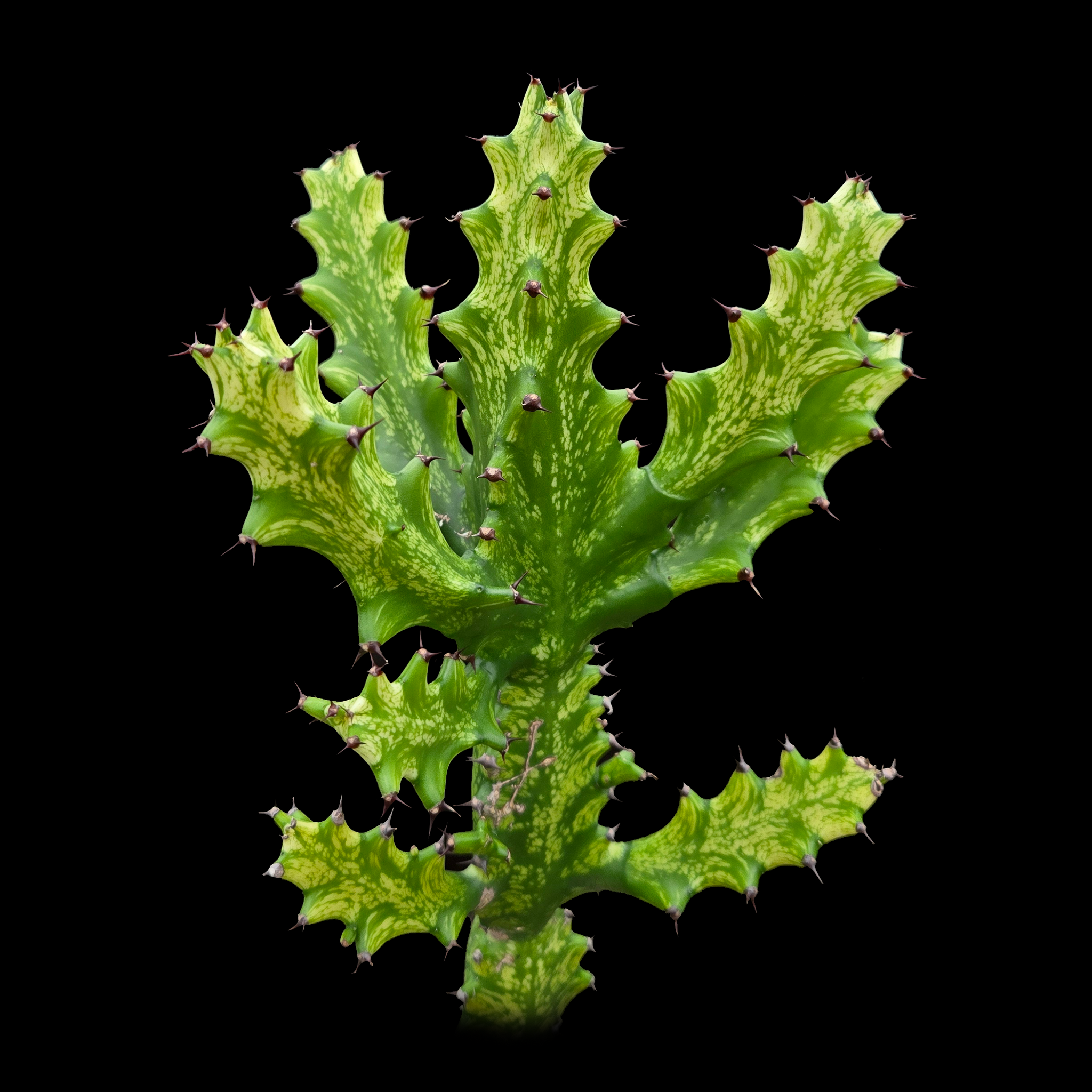 Euphorbia lactea 'Dragon Bones' Variegated - The Coral Cactus