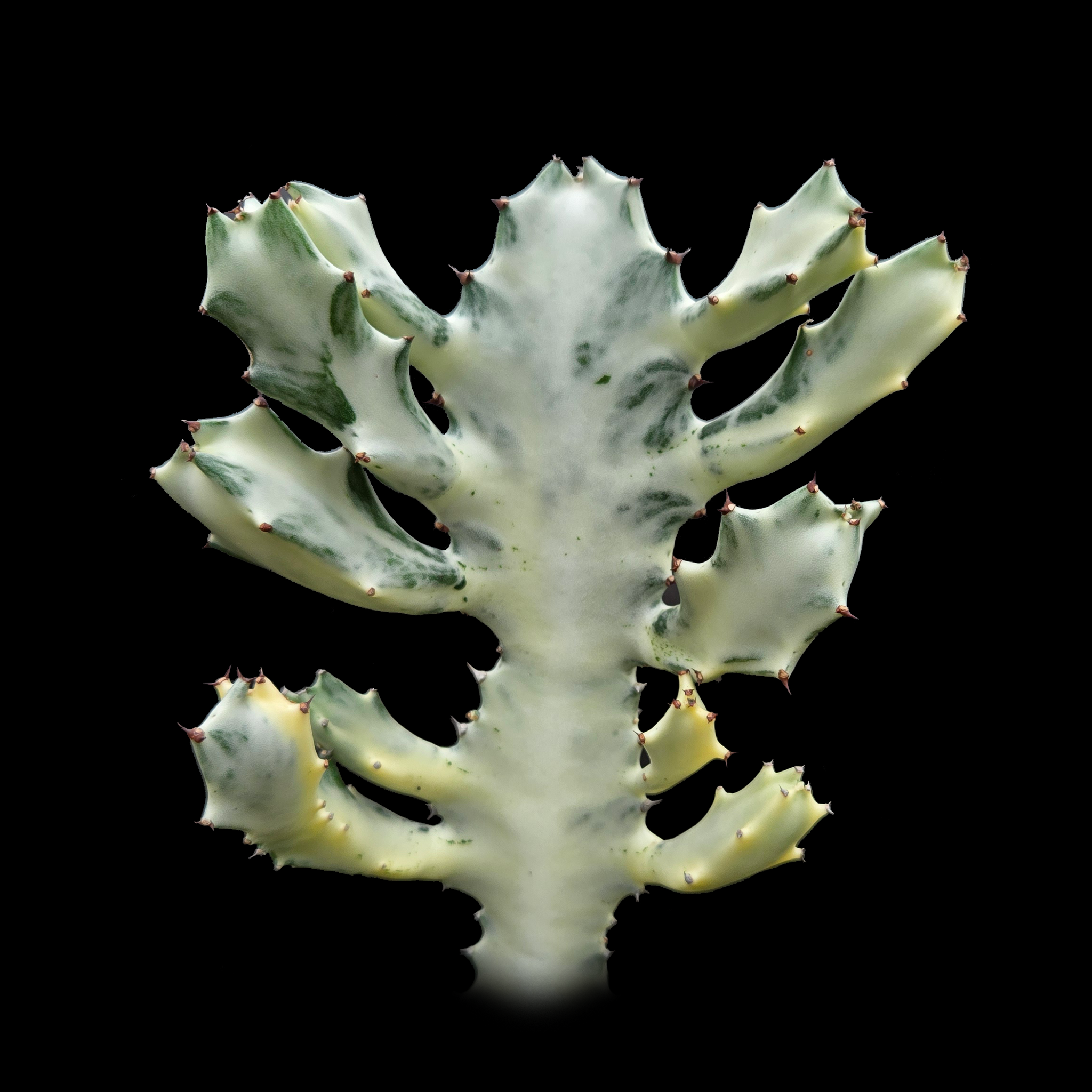 Euphorbia lactea 'Grey Ghost' (Not for WA)