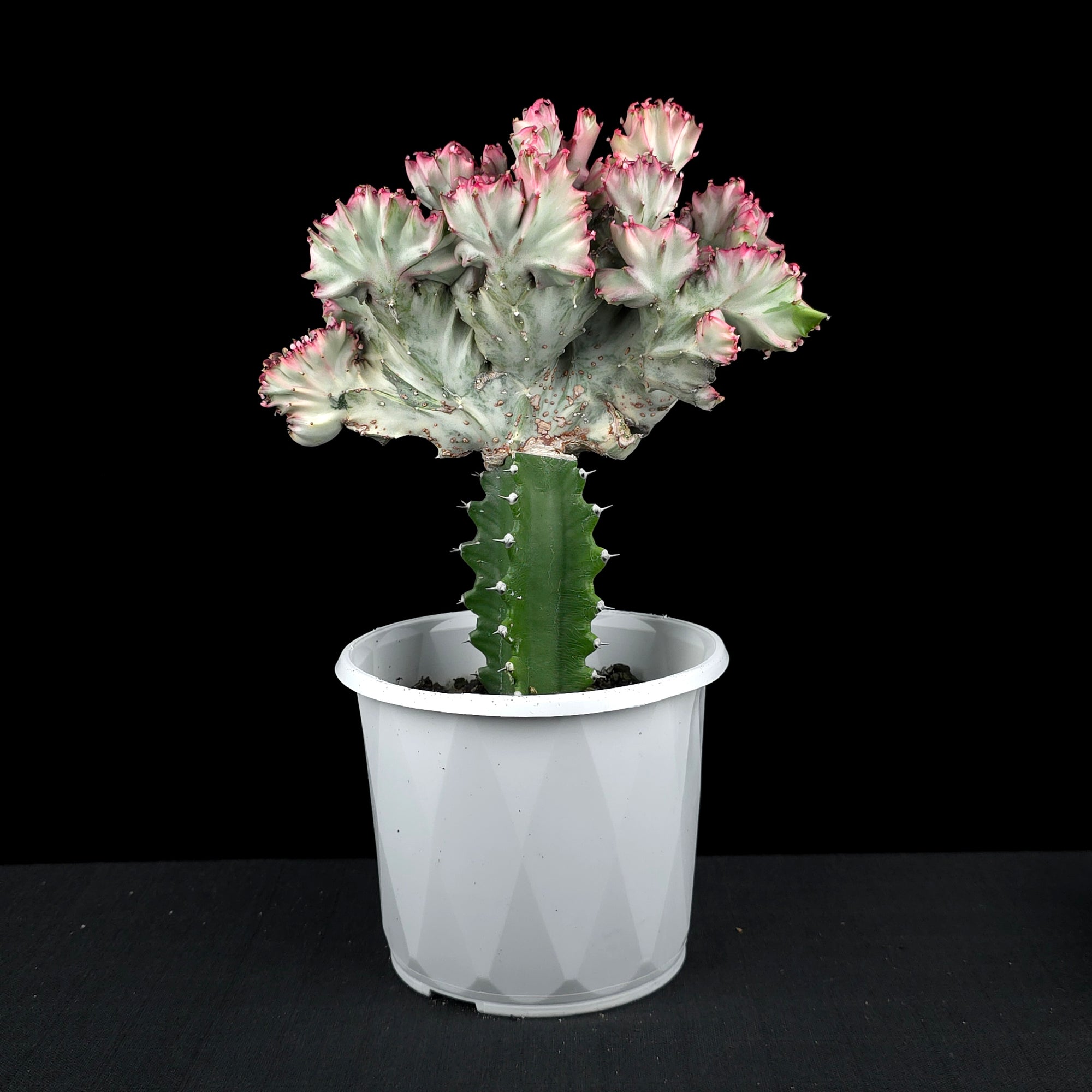 Euphorbia lactea 'Cristata Variegata' - The Coral Cactus (WA Prohibited) - One Off Specials