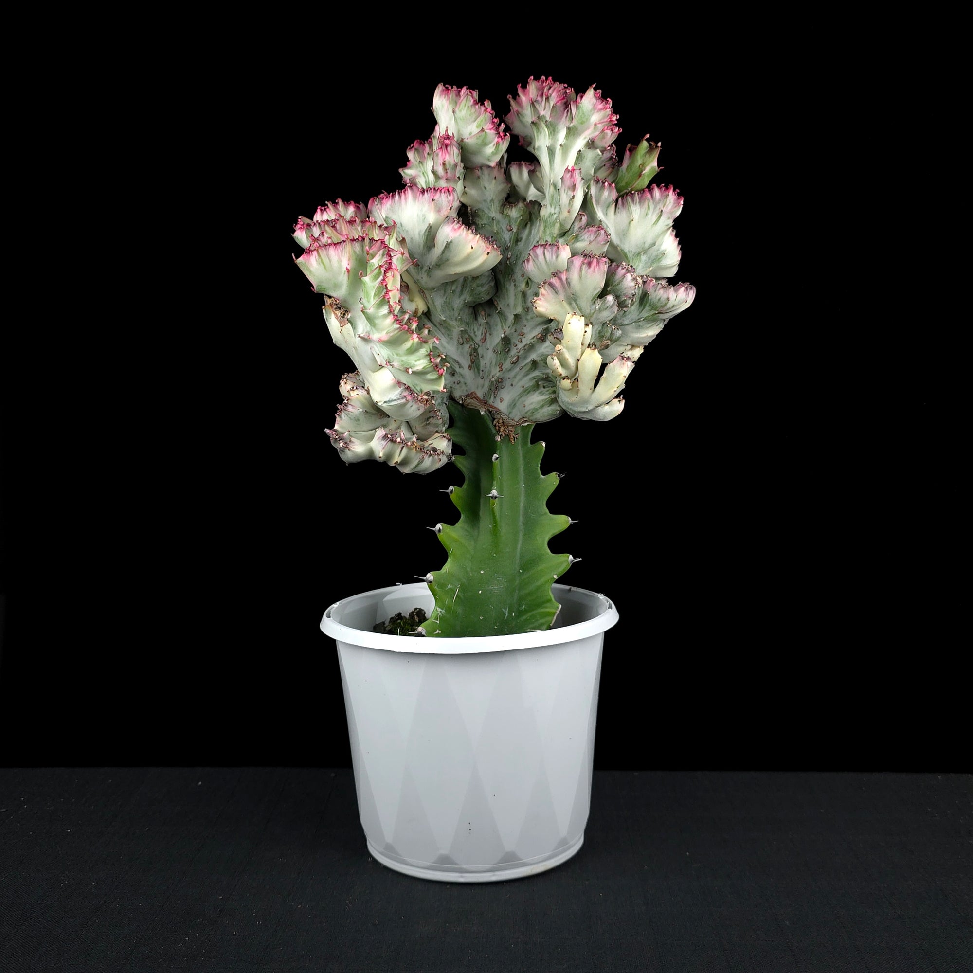 Euphorbia lactea 'Cristata Variegata' - The Coral Cactus (WA Prohibited) - One Off Specials