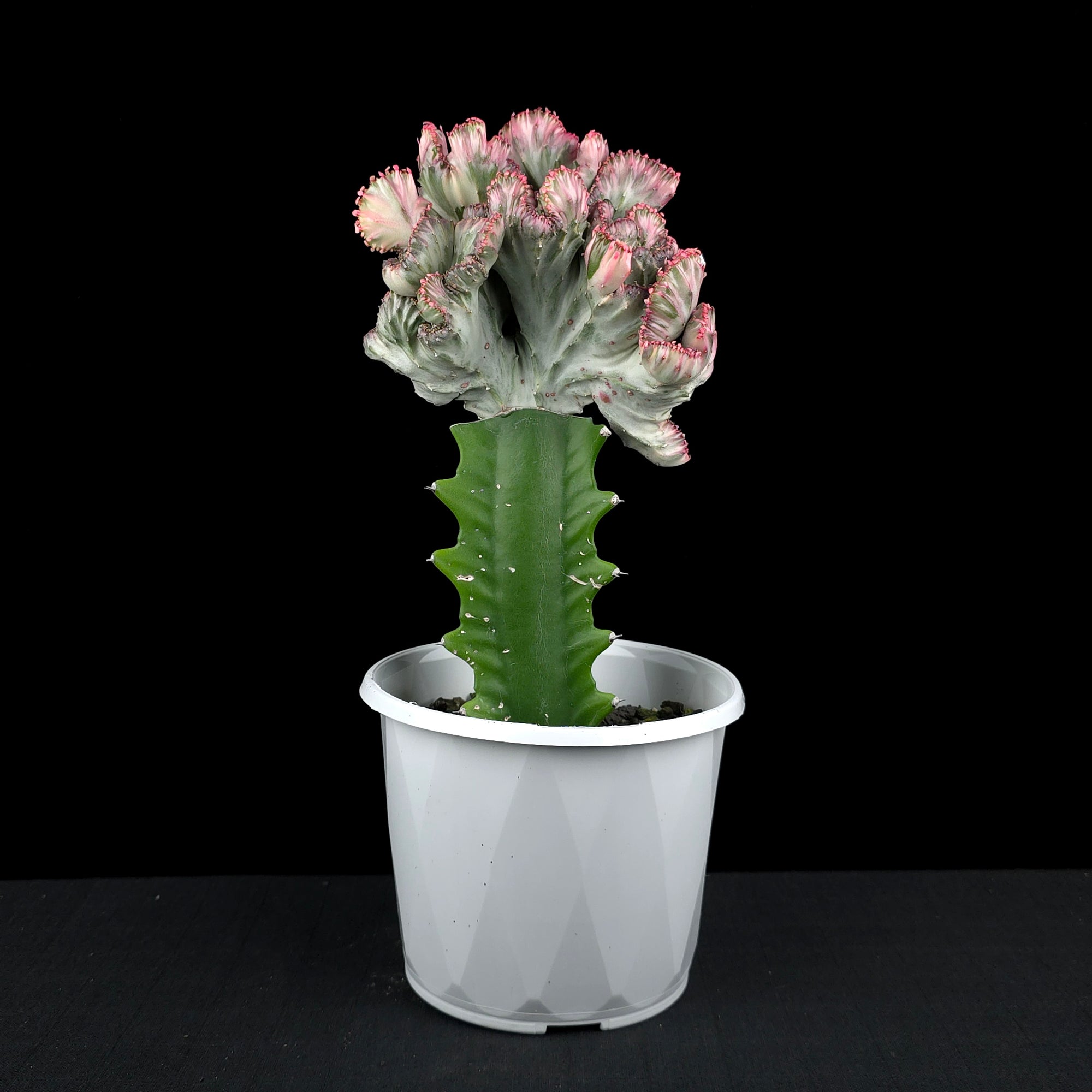 Euphorbia lactea 'Cristata Variegata' - The Coral Cactus (WA Prohibited) - One Off Specials