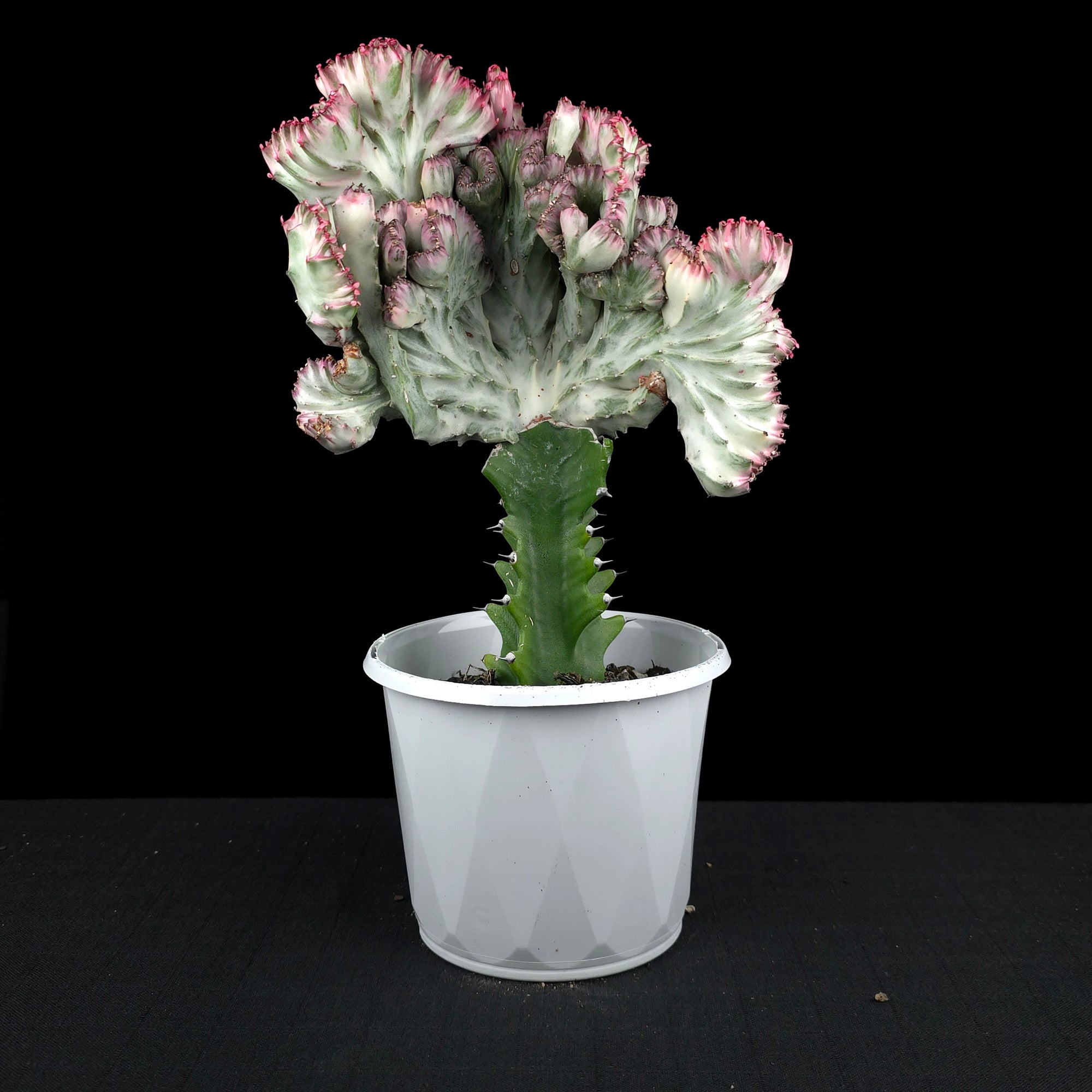 Euphorbia lactea 'Cristata Variegata' - The Coral Cactus (WA Prohibited) - One Off Specials