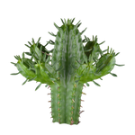 Euphorbia mammillaris (WA Prohibited)