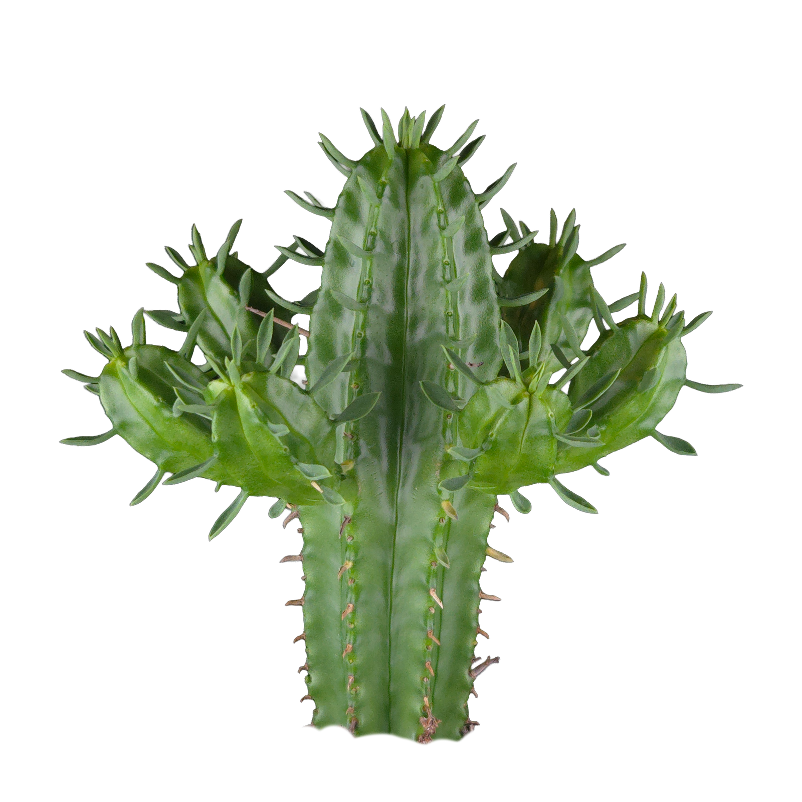 Euphorbia mammillaris (WA Prohibited)