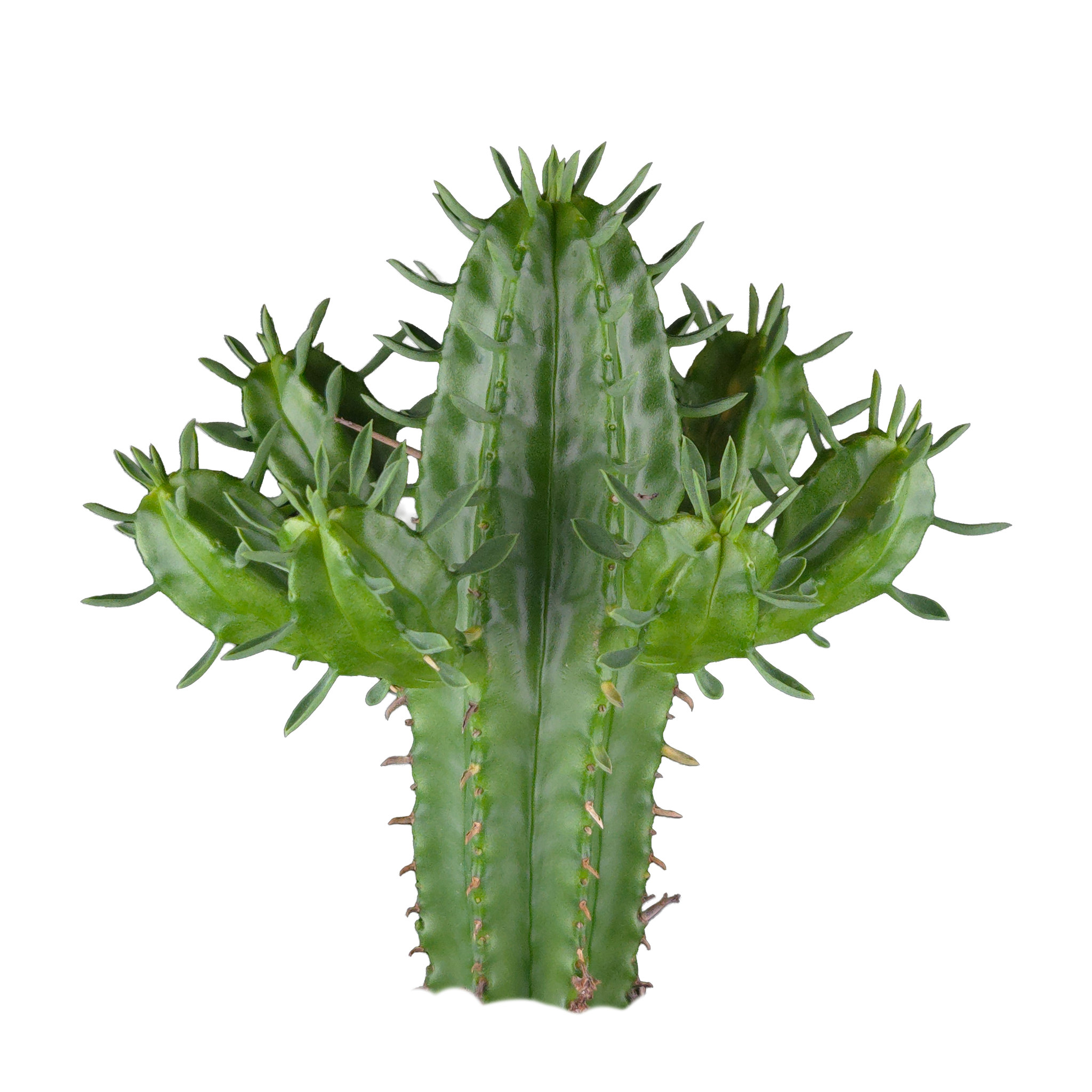Euphorbia mammillaris (WA Prohibited)