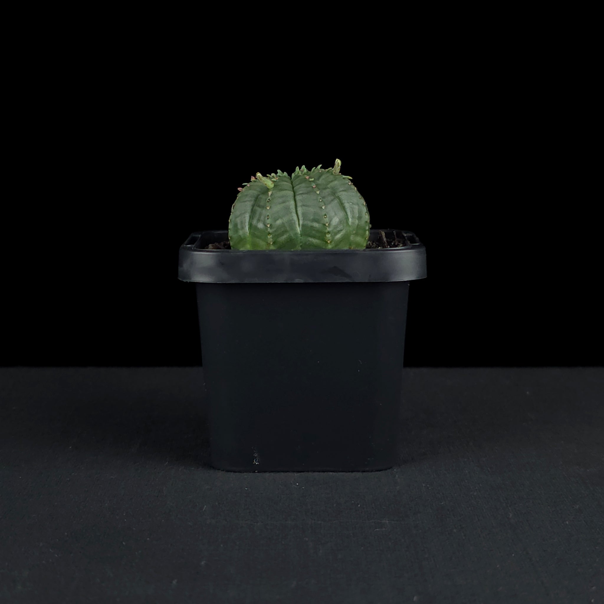 Euphorbia meloformis (WA Prohibited)