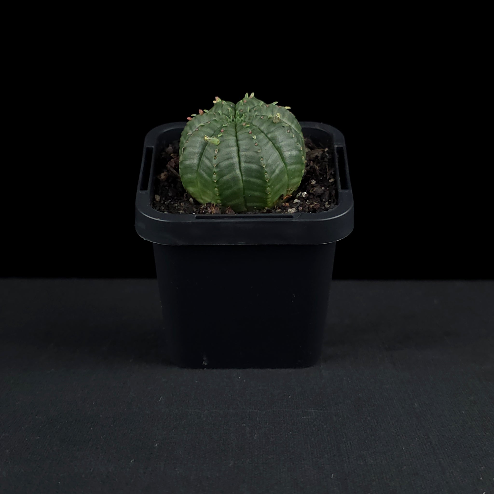 Euphorbia meloformis (WA Prohibited)