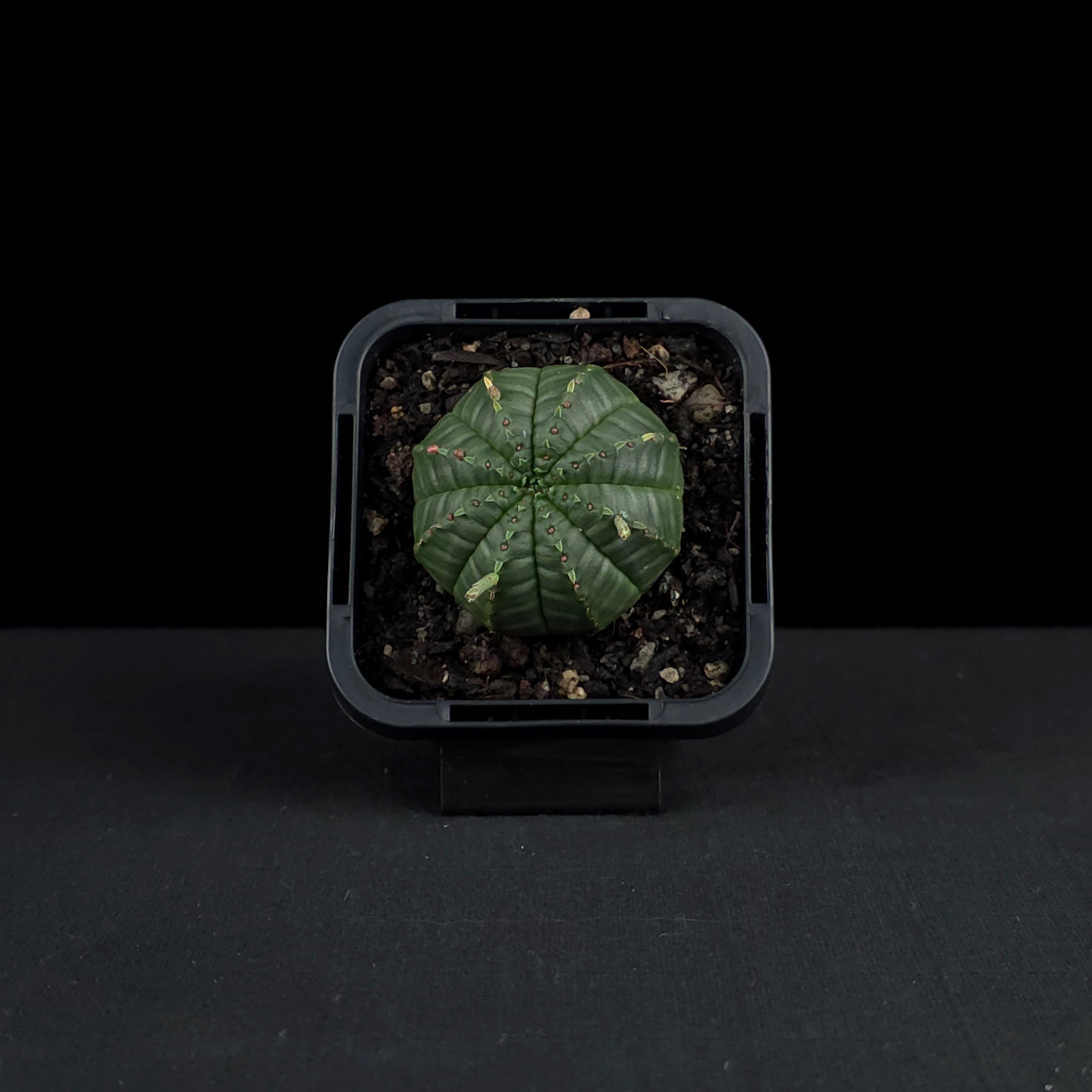 Euphorbia meloformis (WA Prohibited)