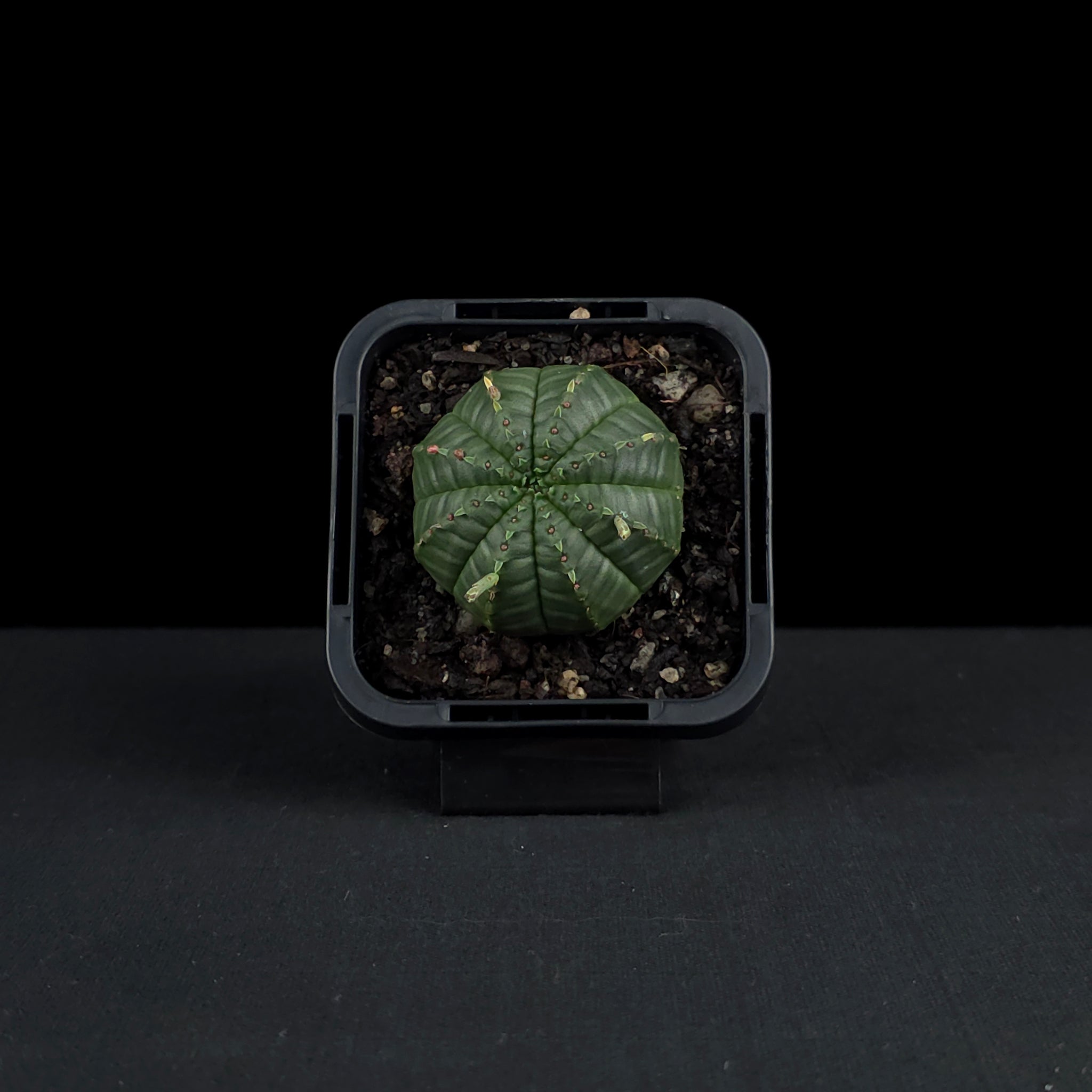 Euphorbia meloformis (WA Prohibited)