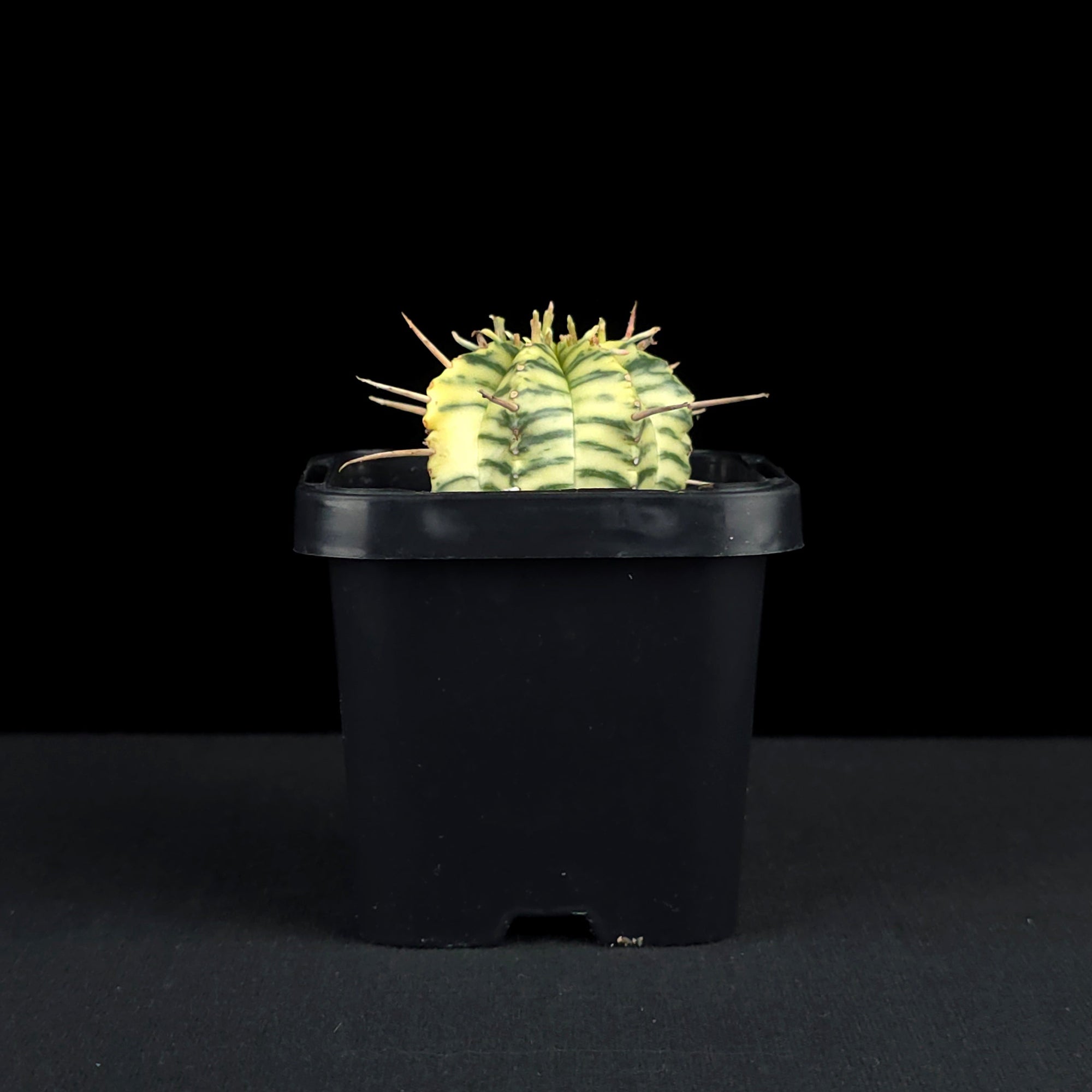 Euphorbia meloformis variegata (WA Prohibited)