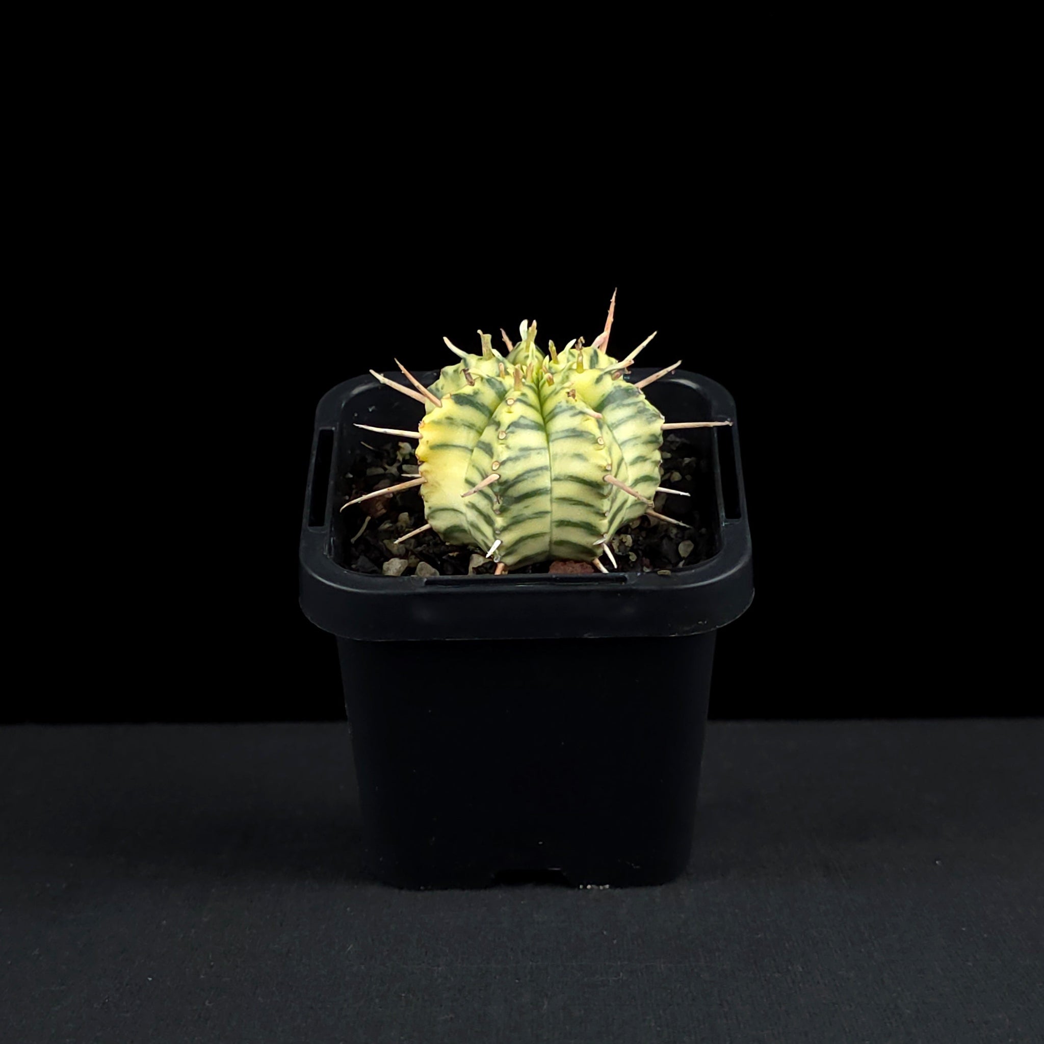 Euphorbia meloformis variegata (WA Prohibited)