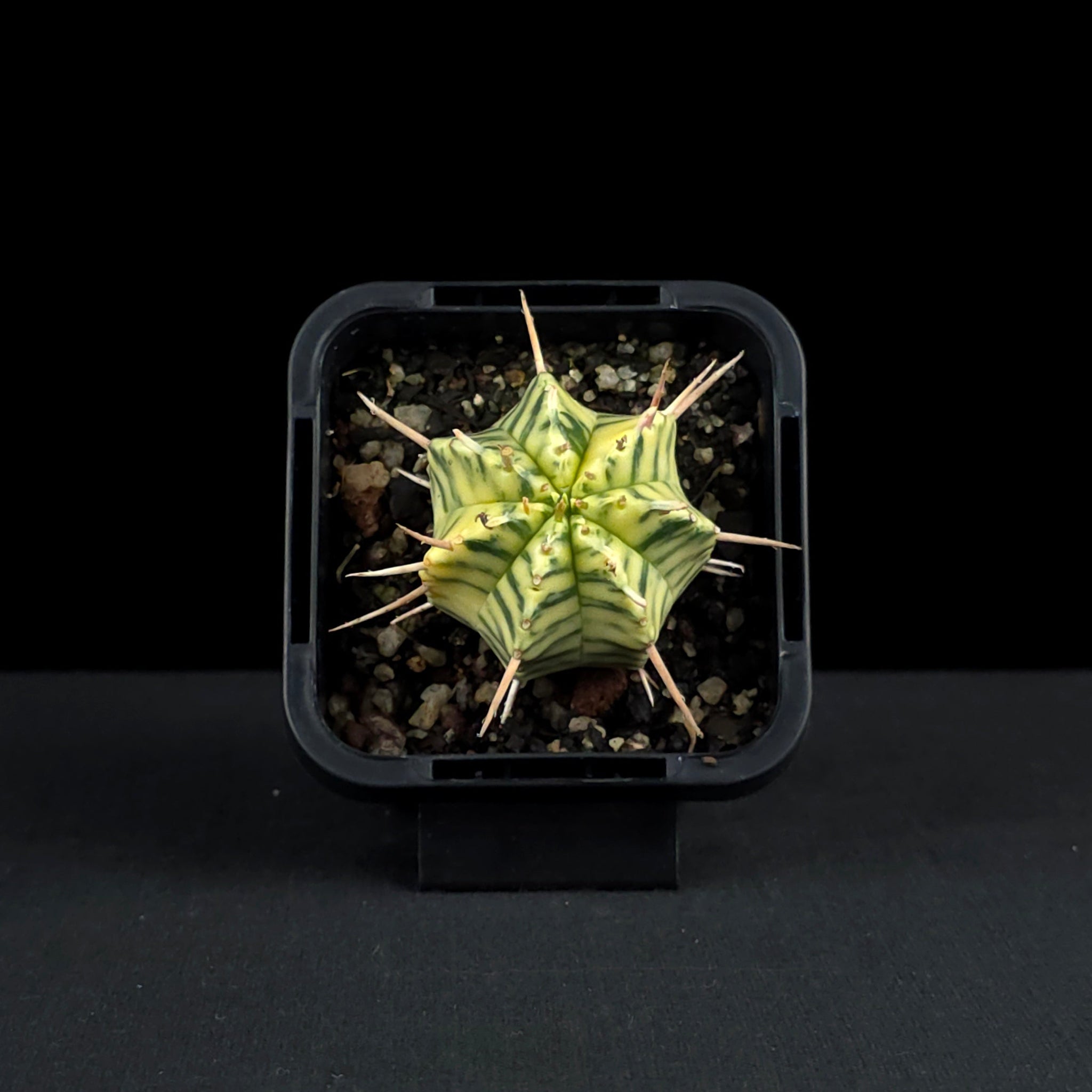 Euphorbia meloformis variegata (WA Prohibited)