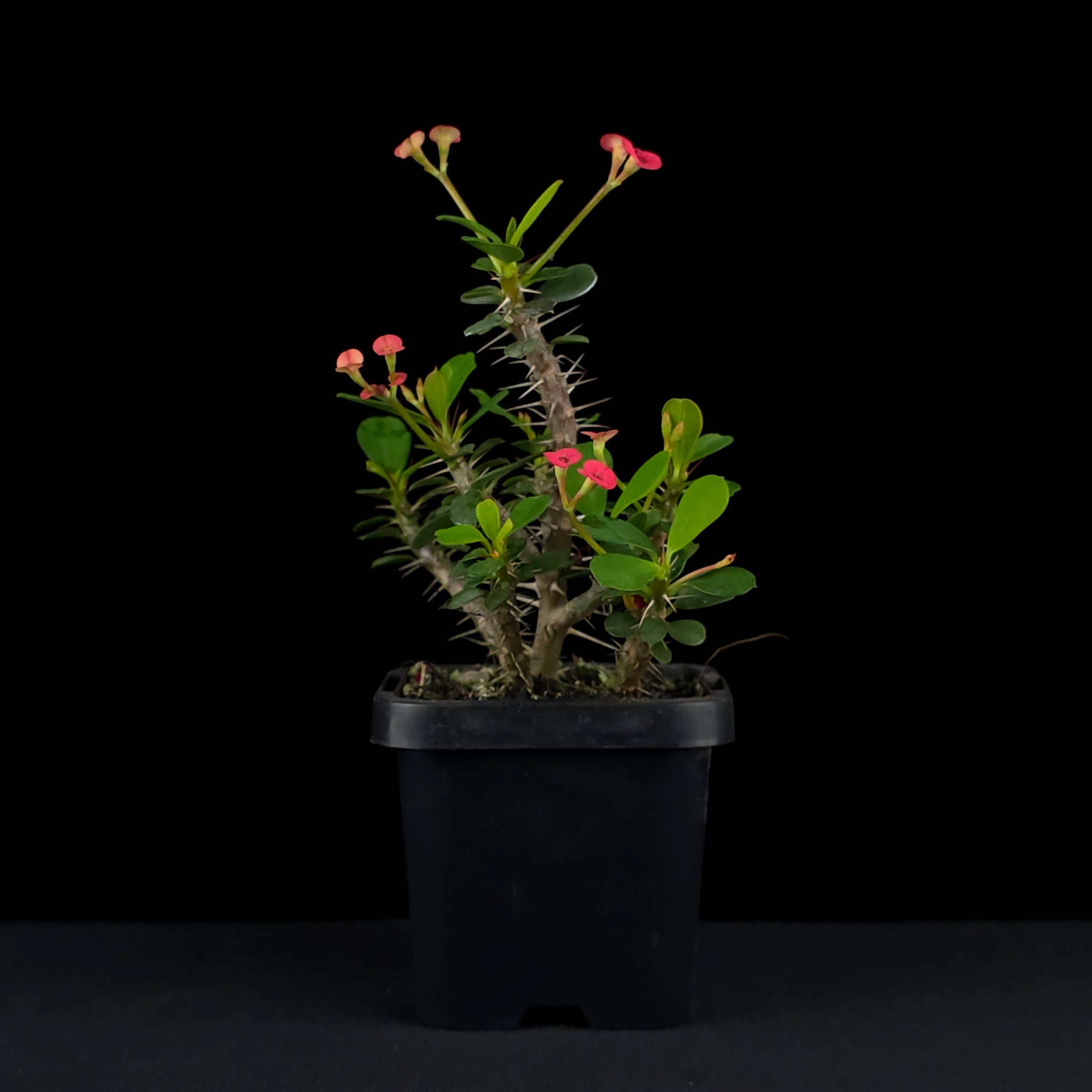 Euphorbia milii 'Lucky Lady' - Crown of Thorns (WA Prohibited)