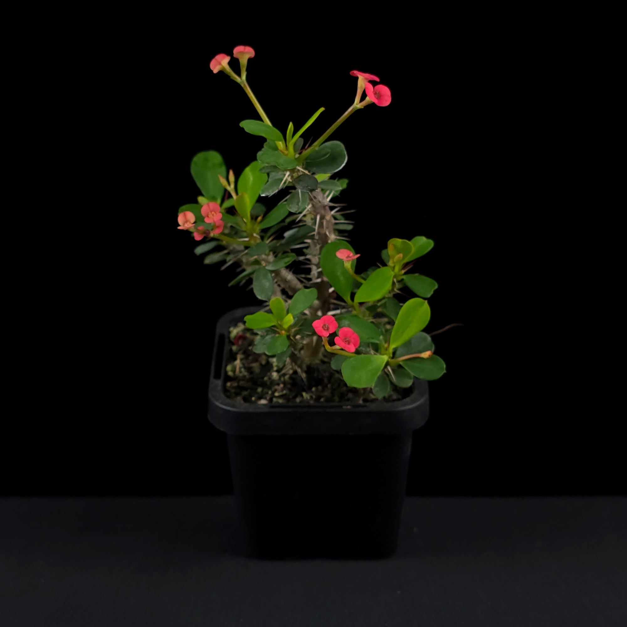 Euphorbia milii 'Lucky Lady' - Crown of Thorns (WA Prohibited)