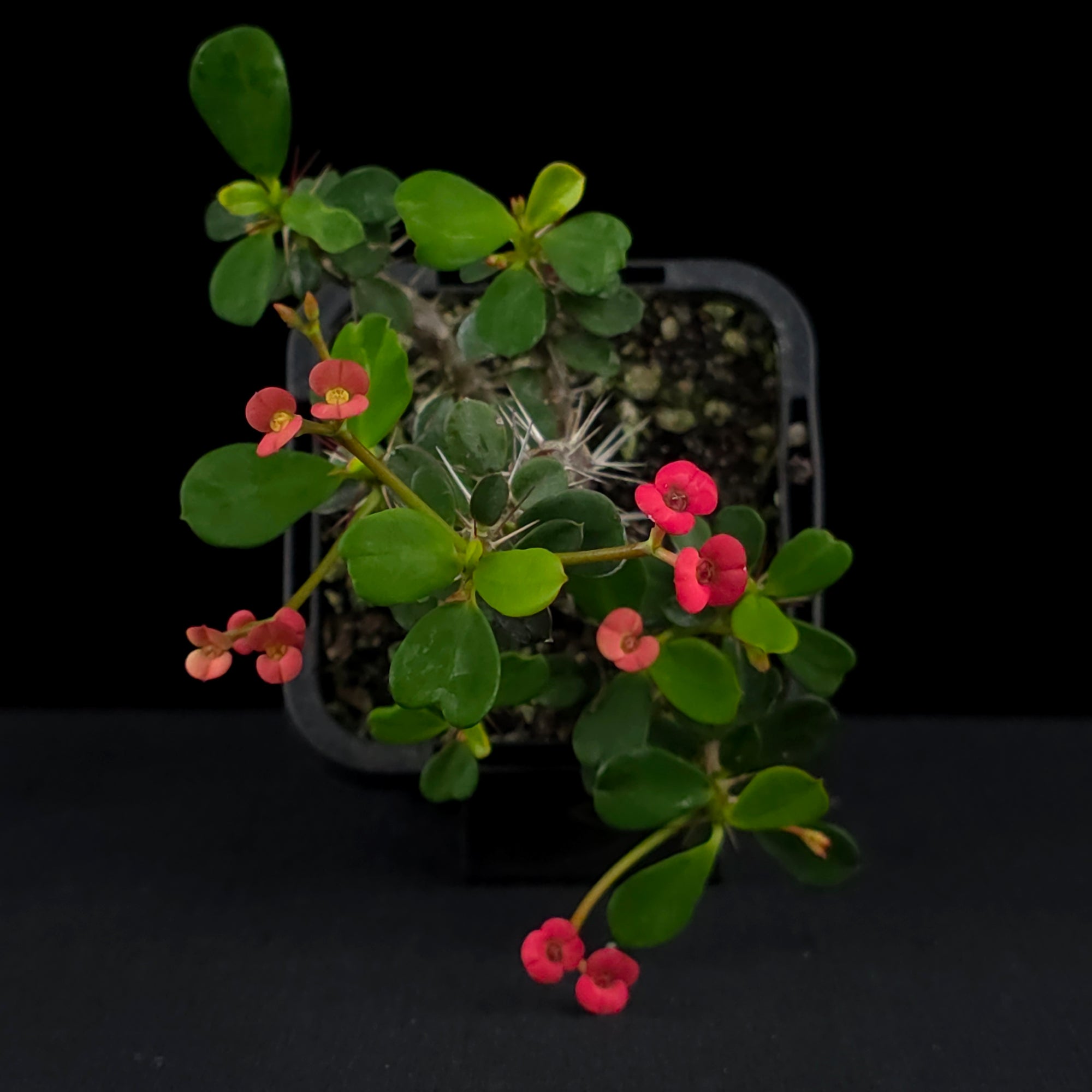 Euphorbia milii 'Lucky Lady' - Crown of Thorns (WA Prohibited)
