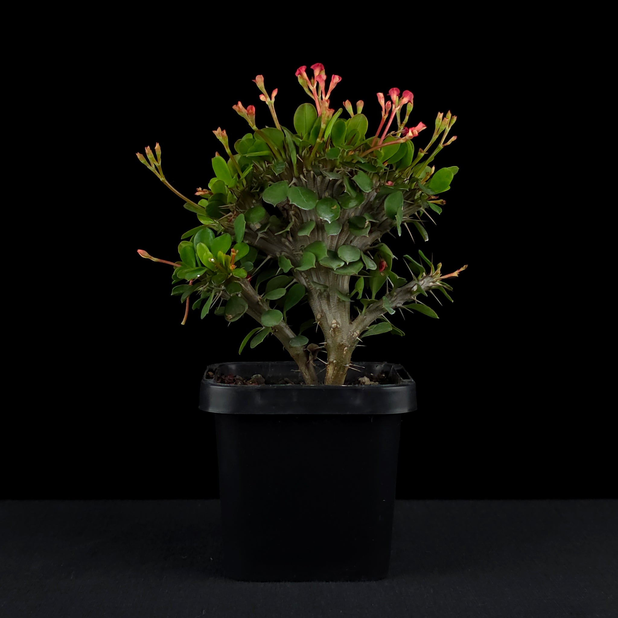 Euphorbia milii Crested 'Lucky Lady' (WA Prohibited)