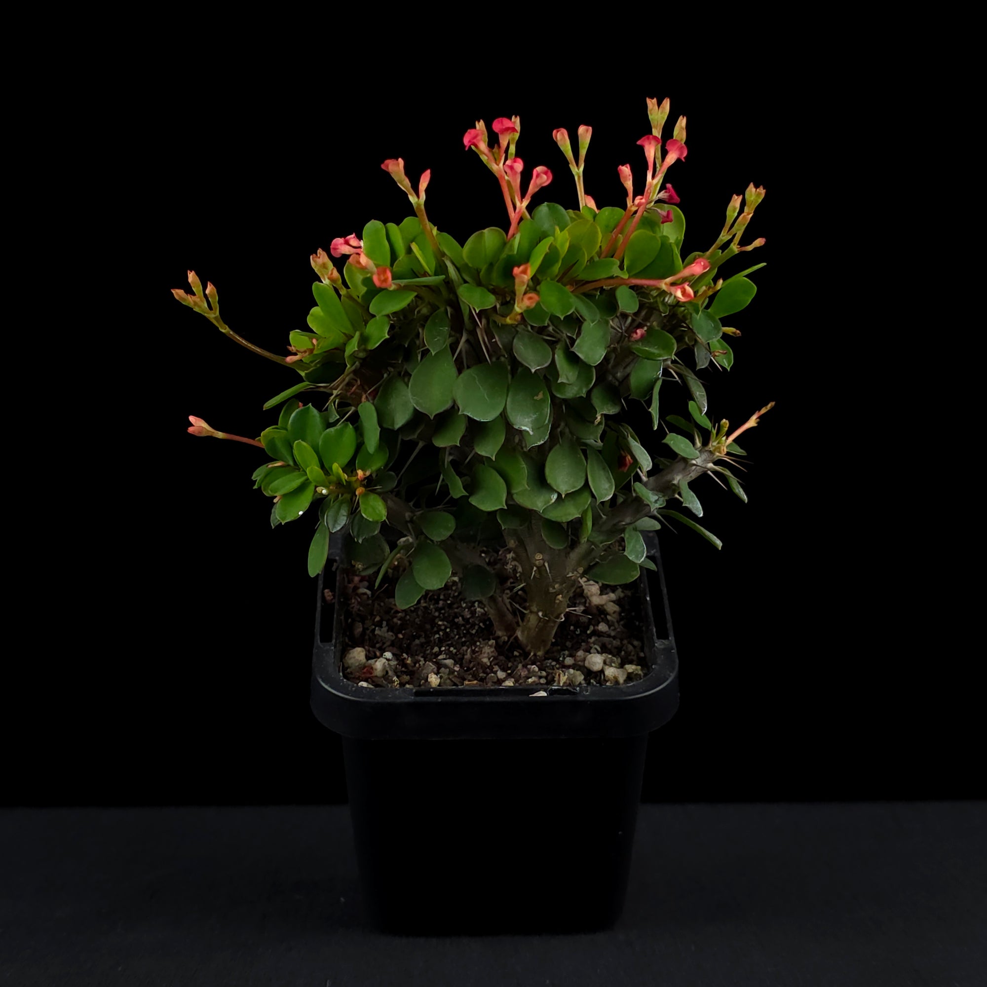 Euphorbia milii Crested 'Lucky Lady' (WA Prohibited)