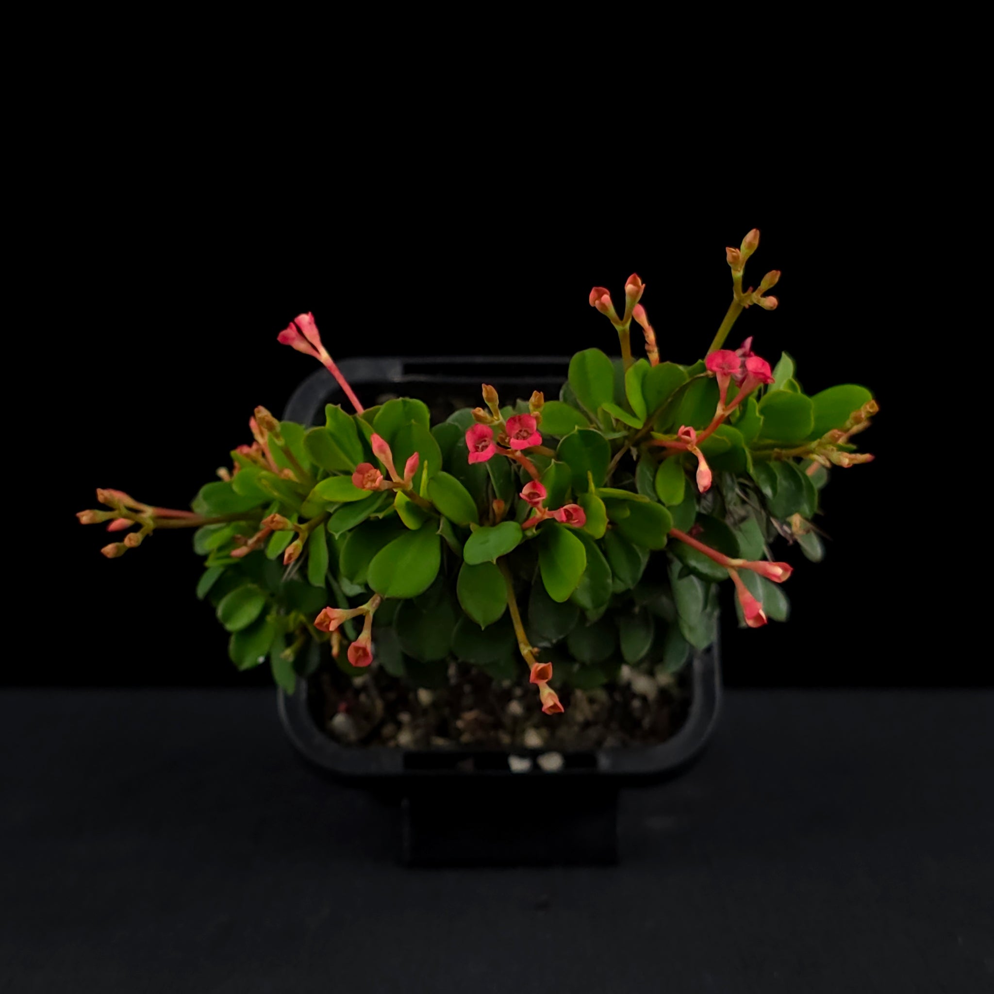 Euphorbia milii Crested 'Lucky Lady' (WA Prohibited)