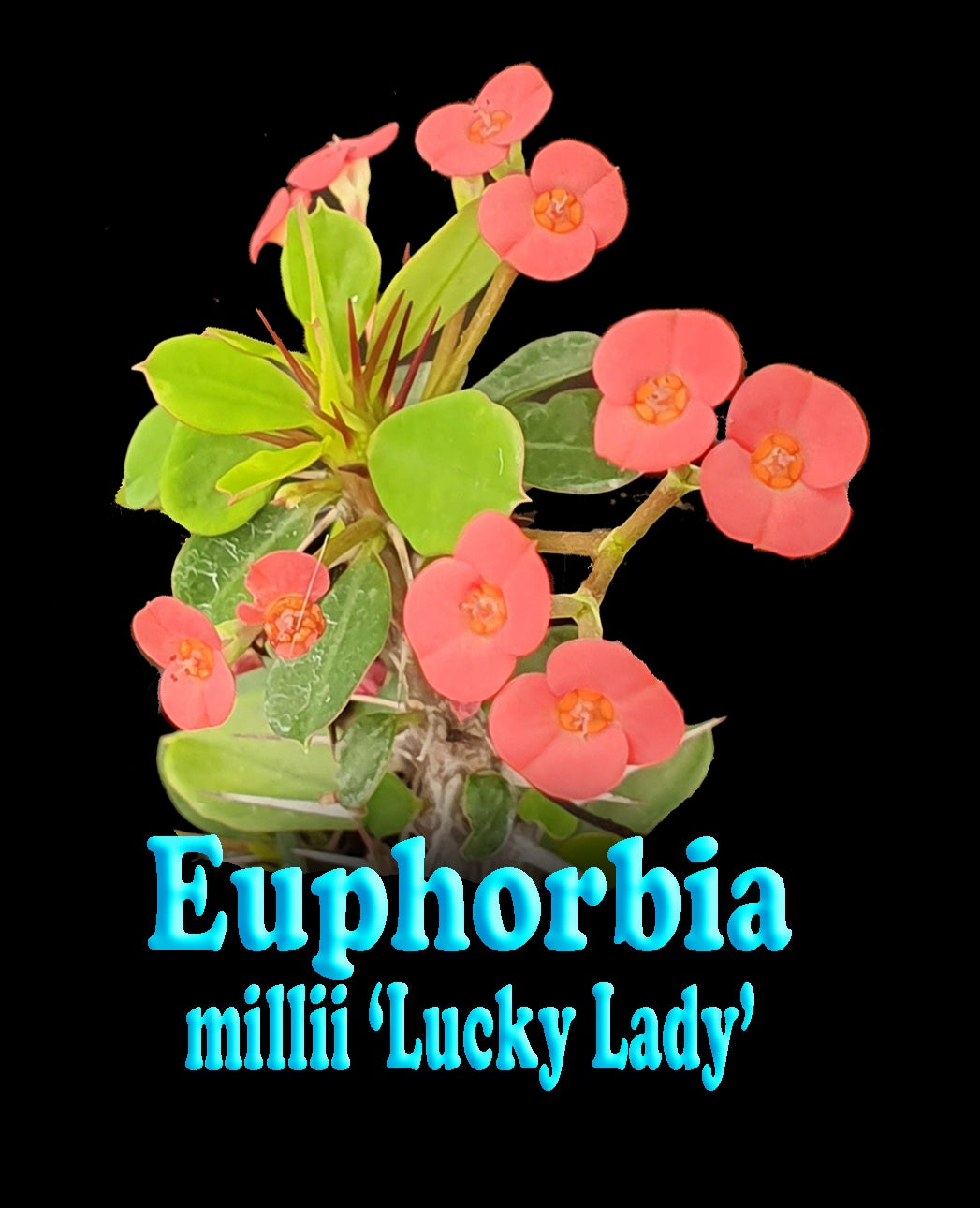 Euphorbia-milii-Lucky-Lady-Tag