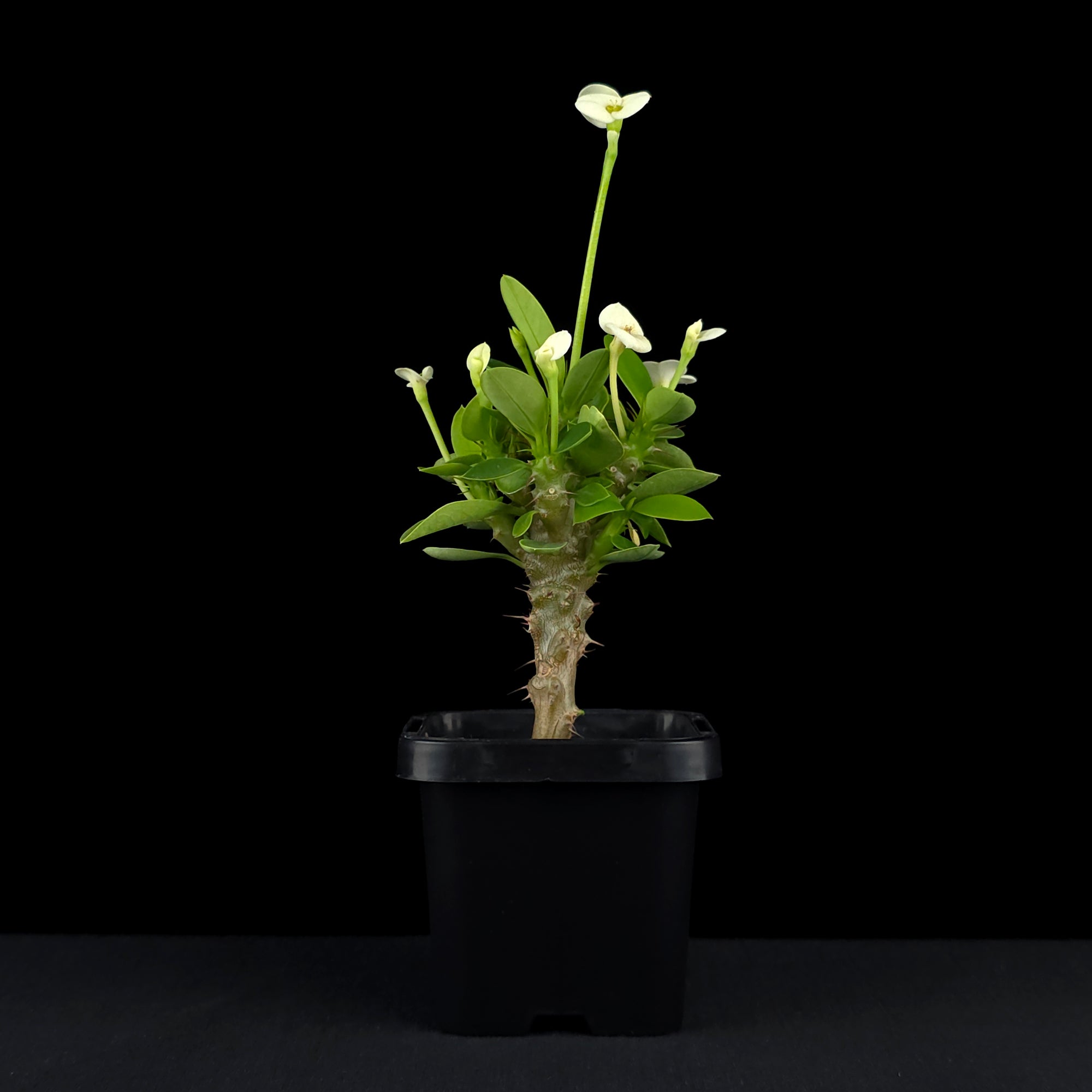 Euphorbia milii 'Mini White' - Crown of Thorns (WA Prohibited)