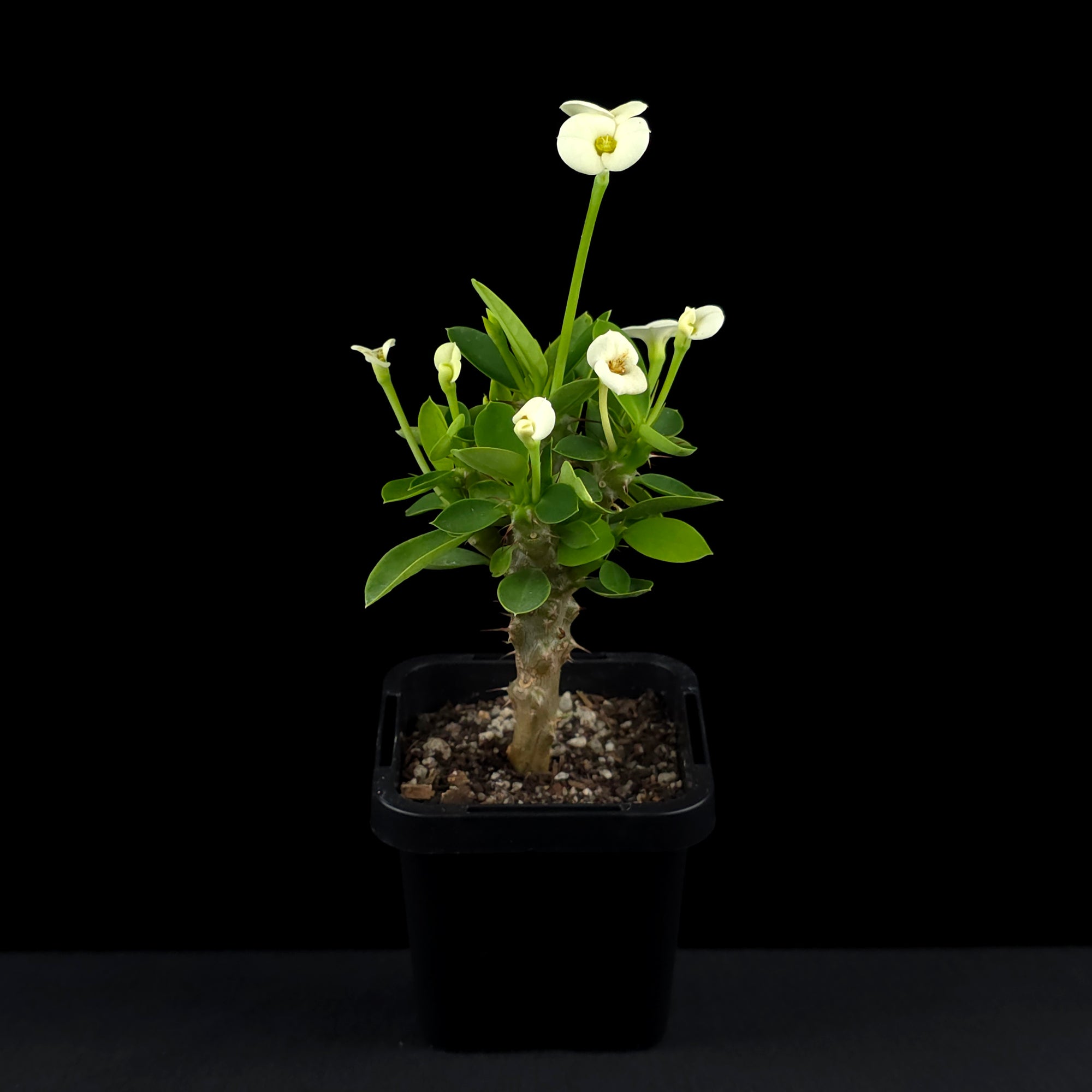 Euphorbia milii 'Mini White' - Crown of Thorns (WA Prohibited)