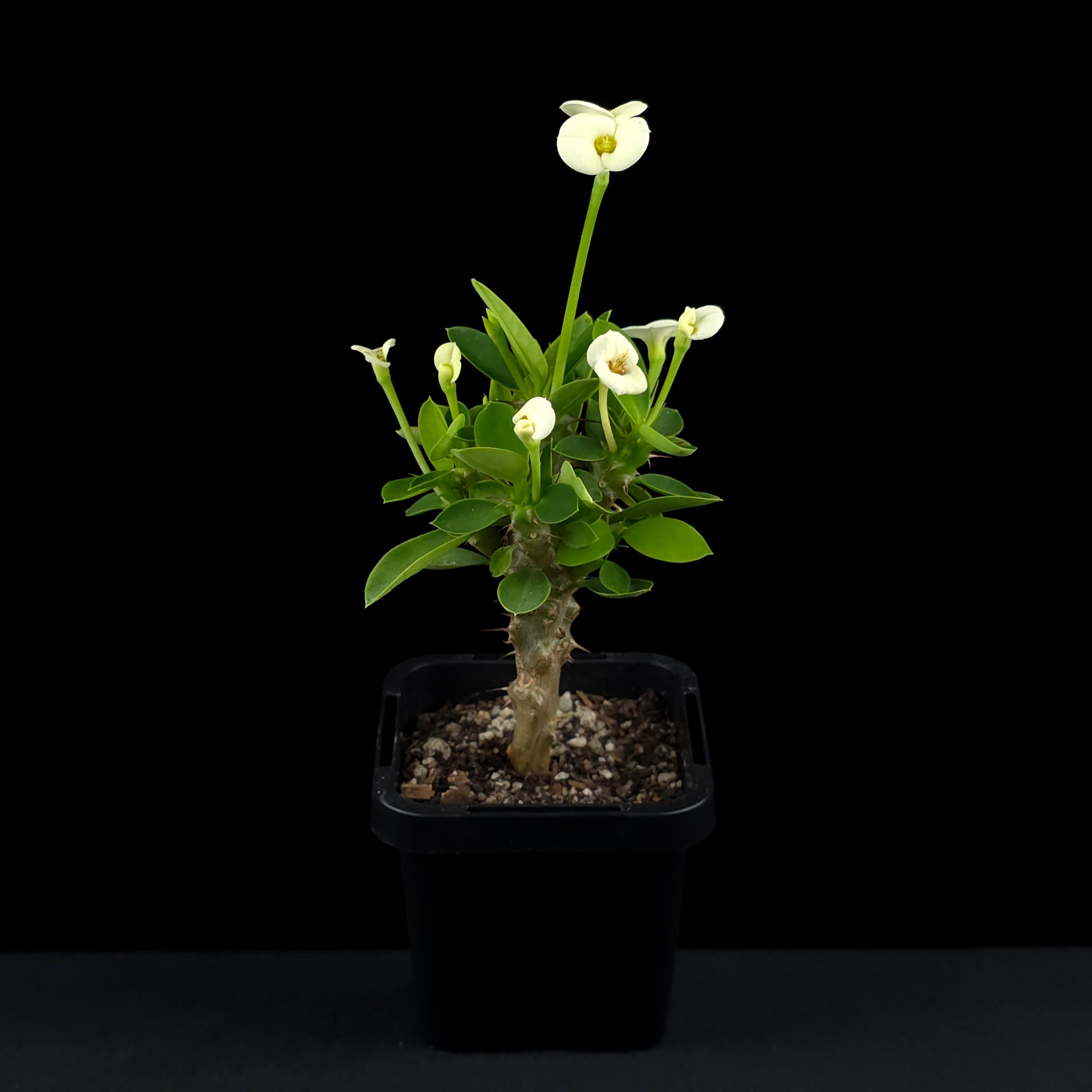 Euphorbia milii 'Mini White' - Crown of Thorns (WA Prohibited)