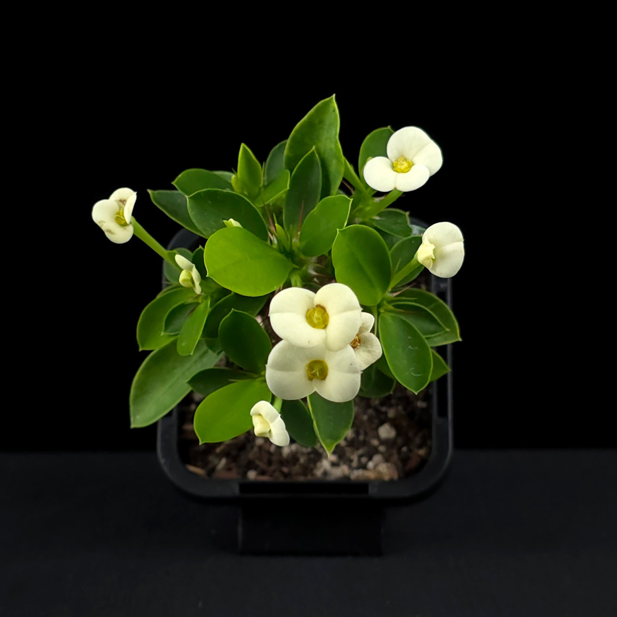 Euphorbia milii 'Mini White' - Crown of Thorns (WA Prohibited)