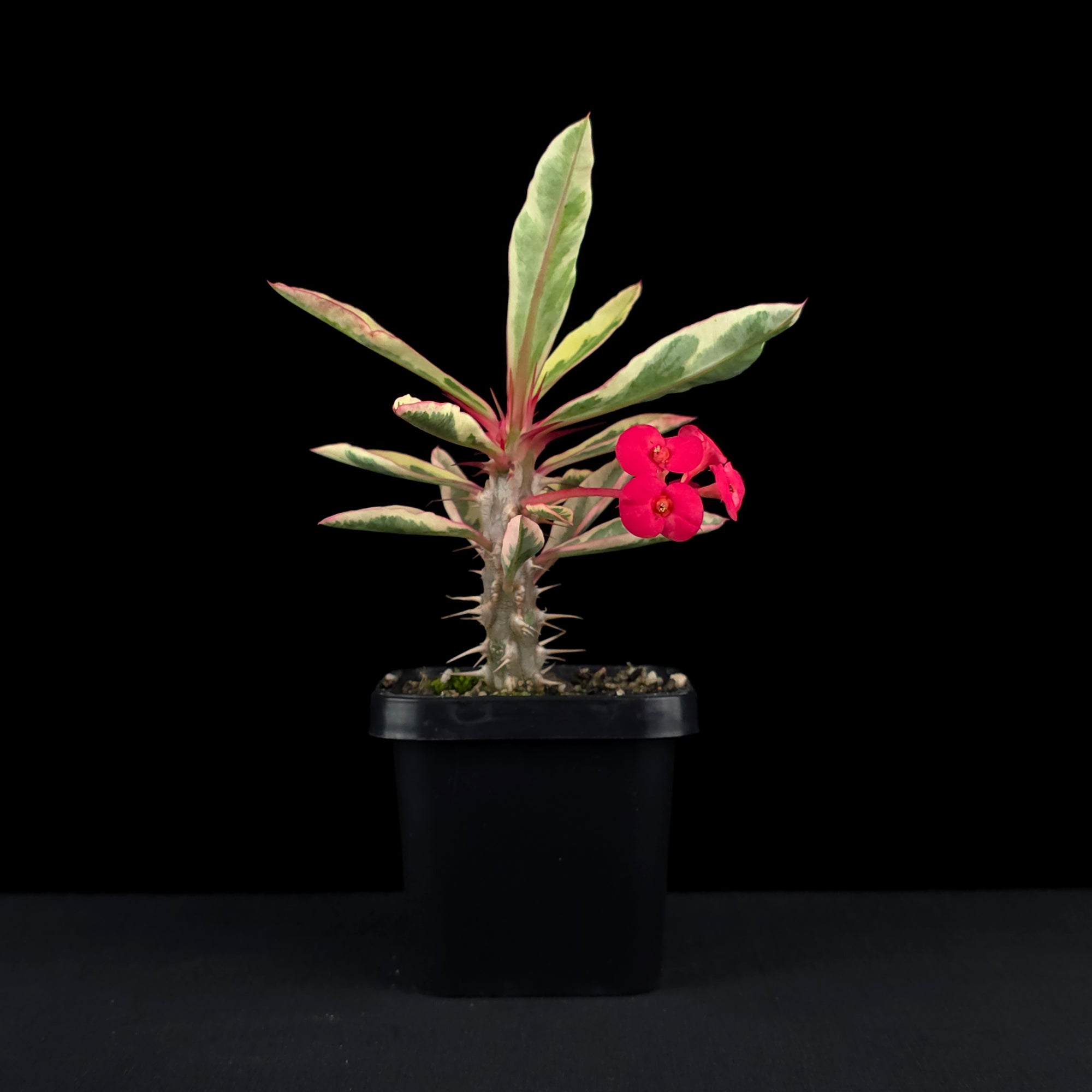 Euphorbia milii variegata - The Variegated Crown of Thorns (WA Prohibited)