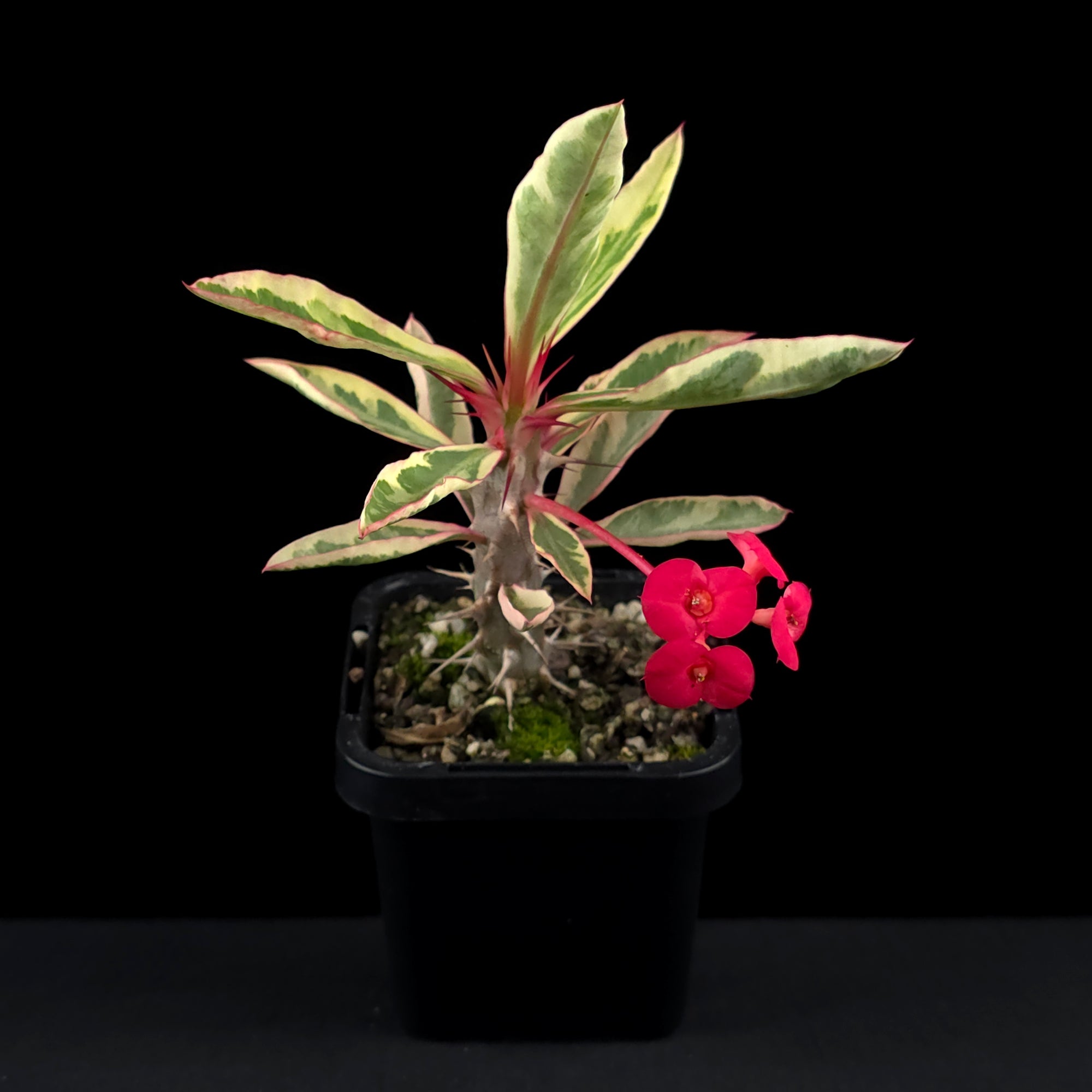 Euphorbia milii variegata - The Variegated Crown of Thorns (WA Prohibited)