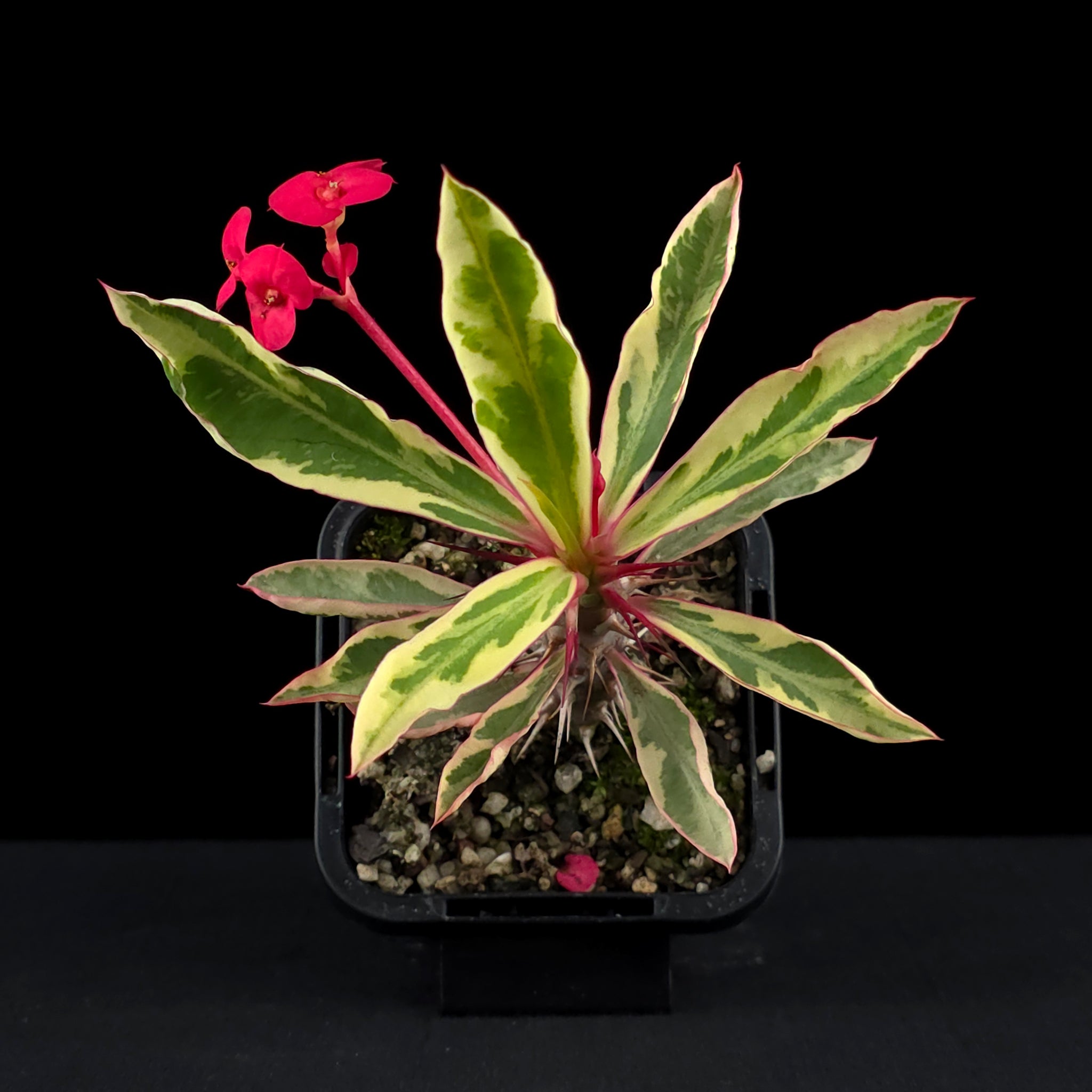 Euphorbia milii variegata - The Variegated Crown of Thorns (WA Prohibited)