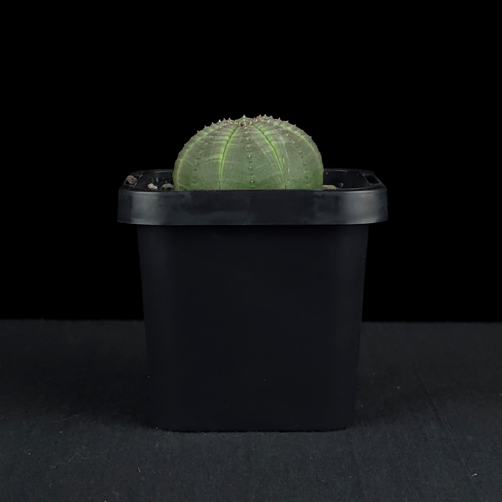 Euphorbia obesa - Baseball Plant (WA Prohibited)