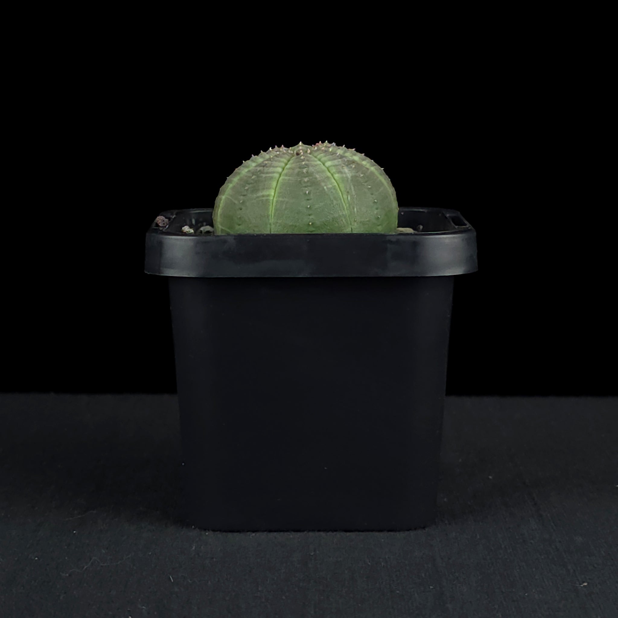 Euphorbia obesa - Baseball Plant (WA Prohibited)