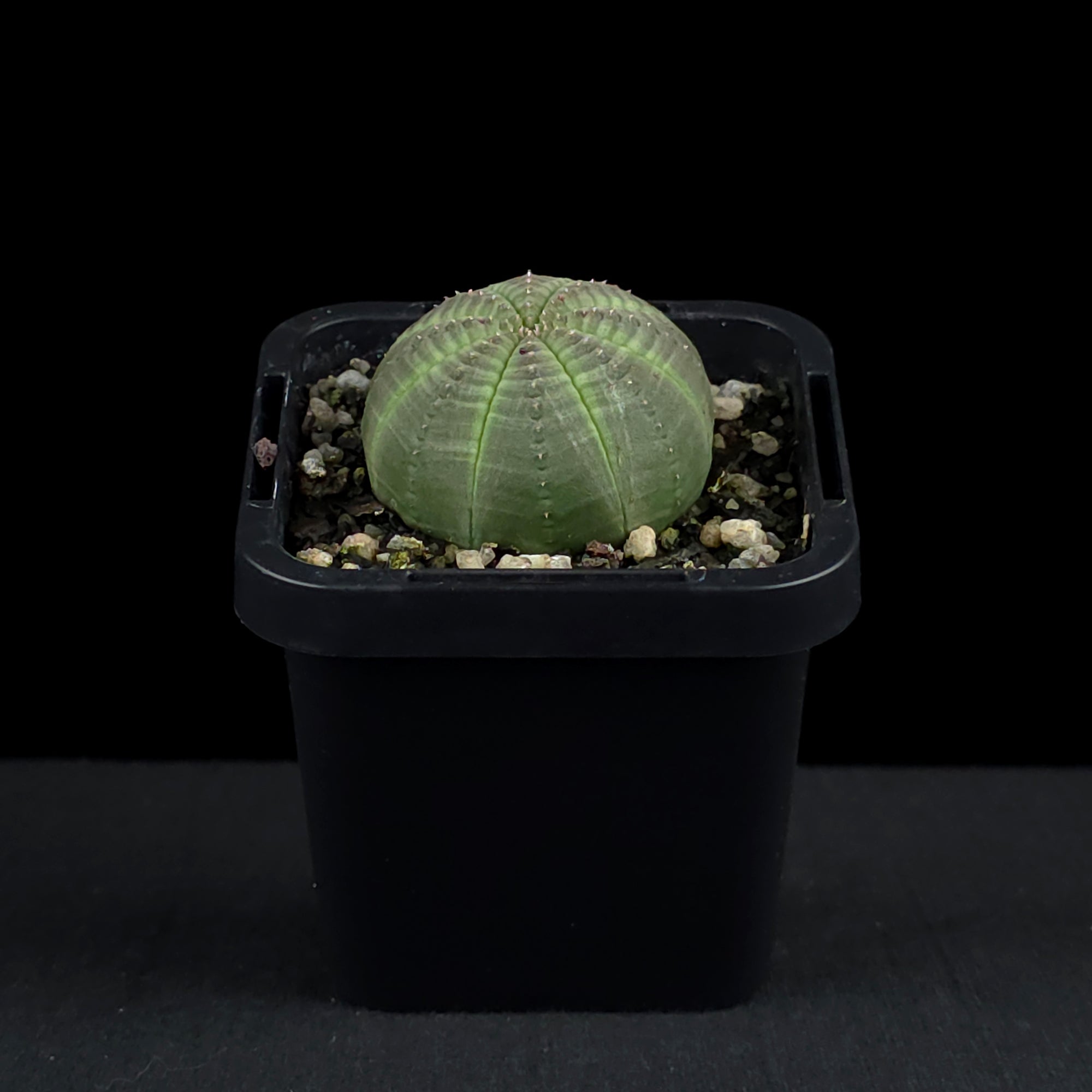Euphorbia obesa - Baseball Plant (WA Prohibited)