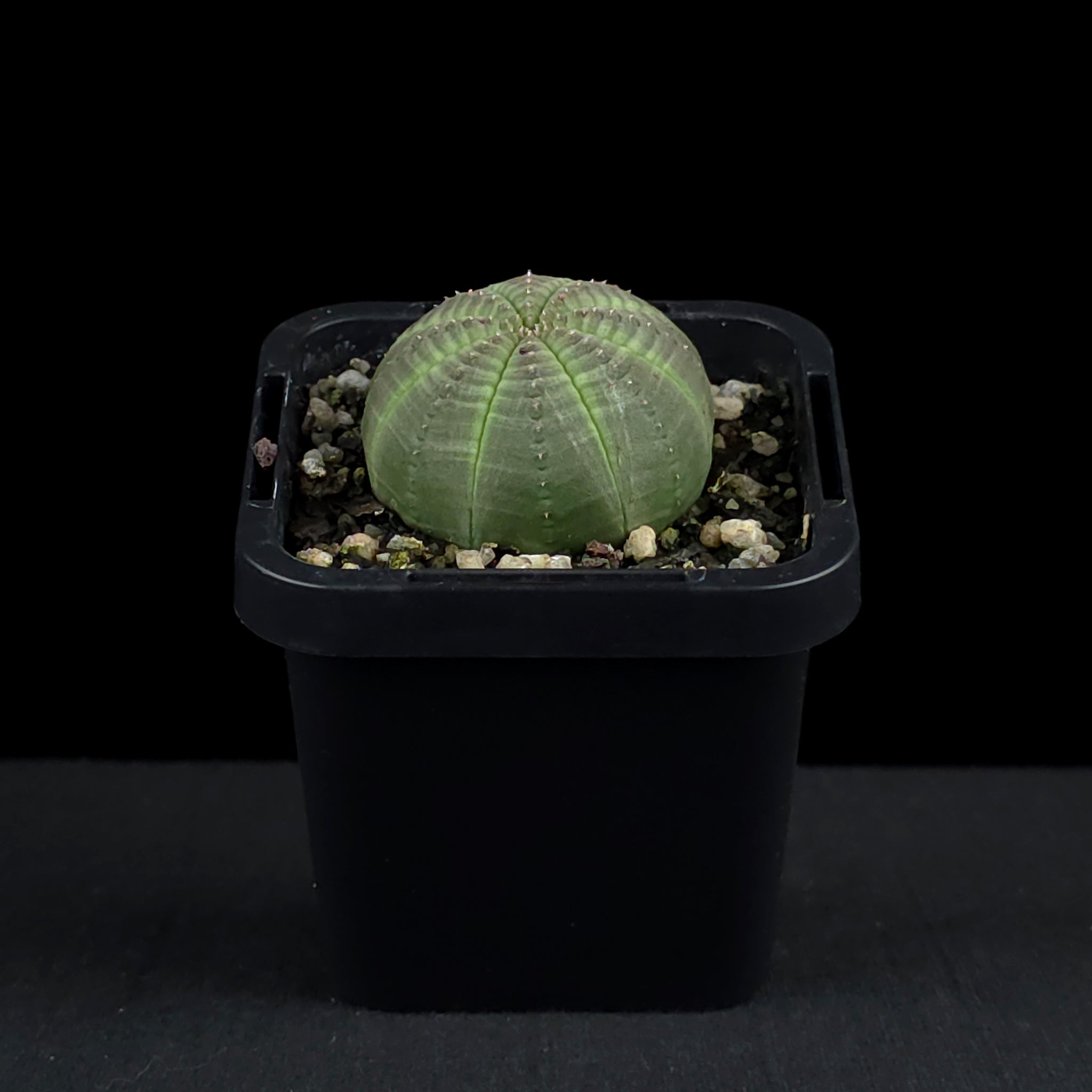 Euphorbia obesa - Baseball Plant (WA Prohibited)