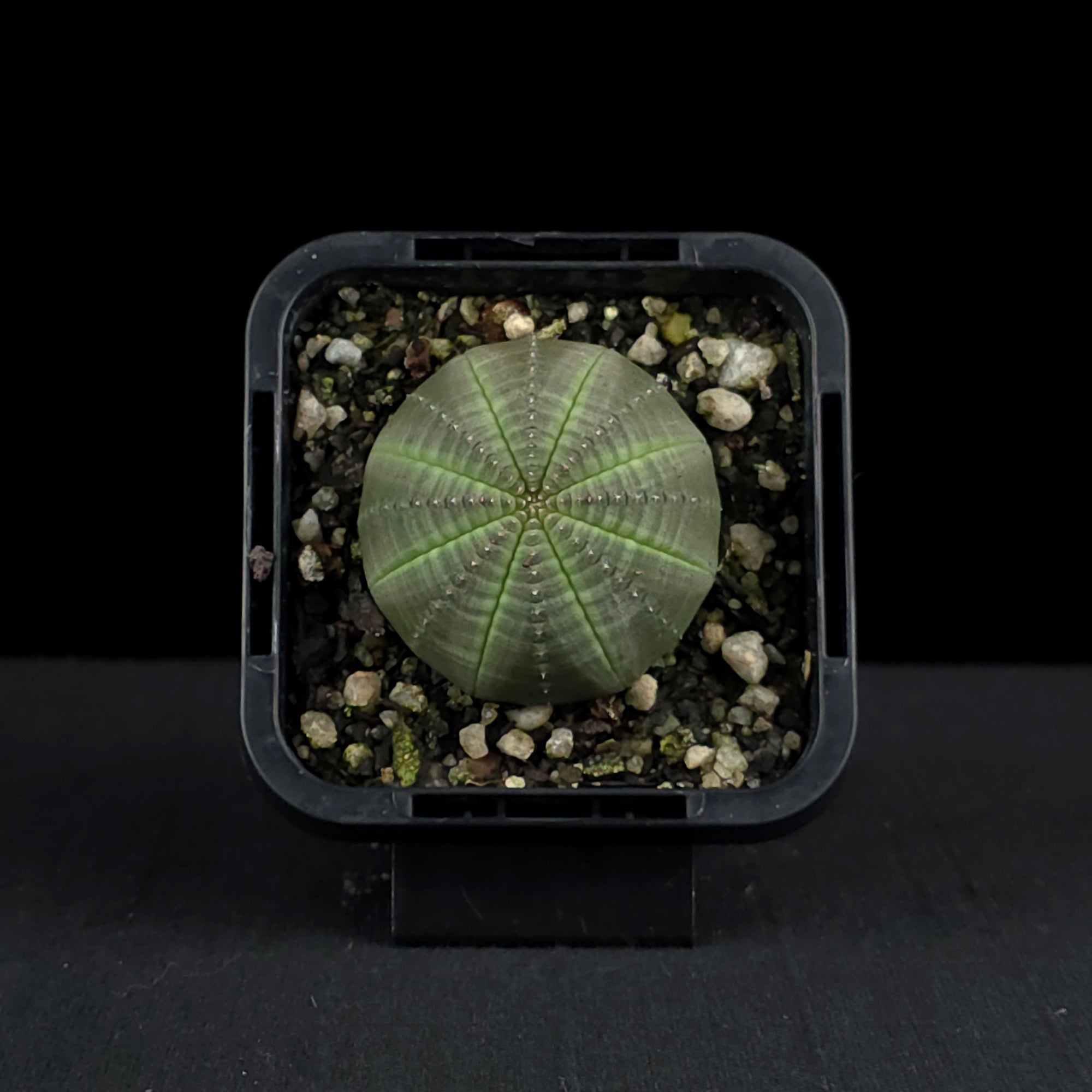 Euphorbia obesa - Baseball Plant (WA Prohibited)