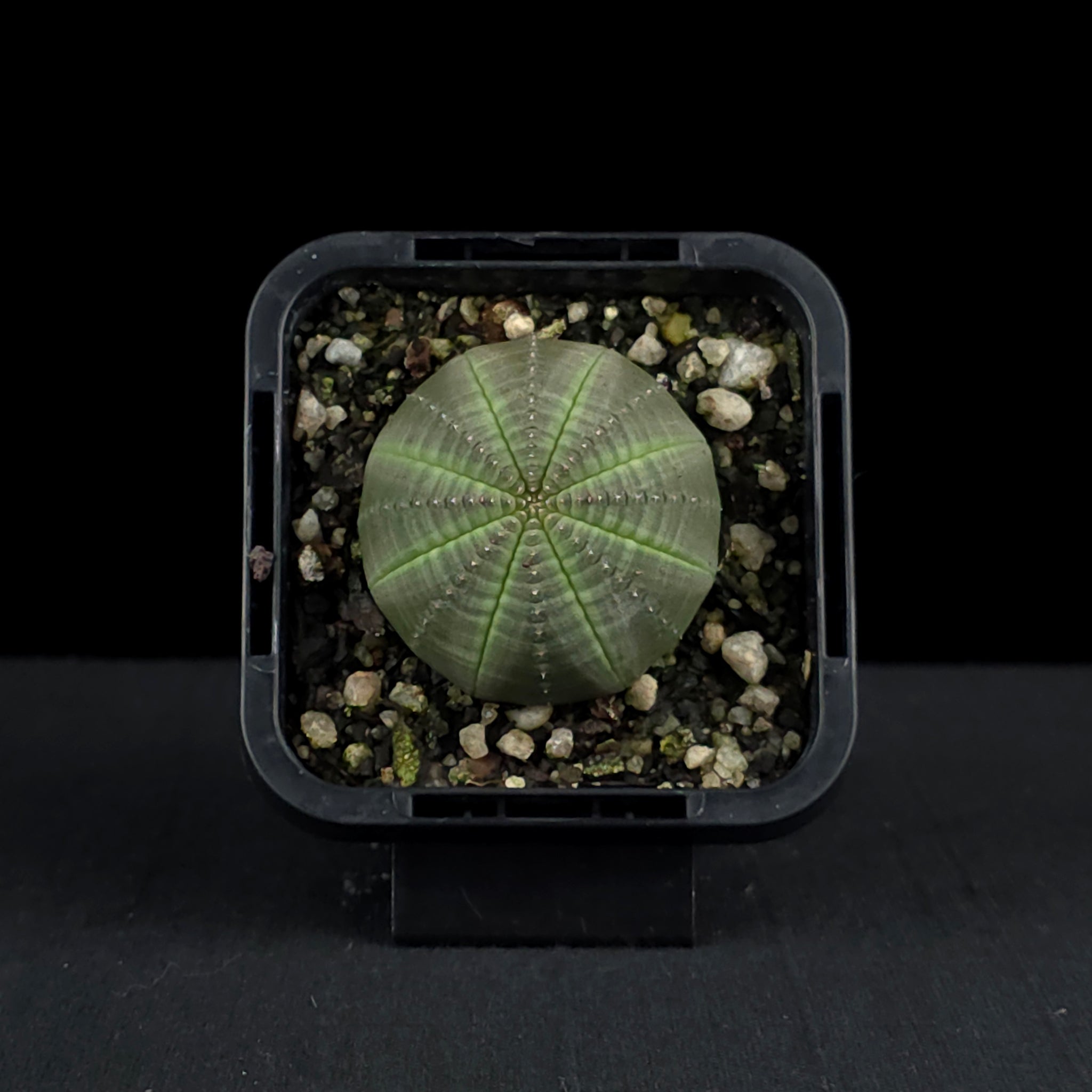 Euphorbia obesa - Baseball Plant (WA Prohibited)