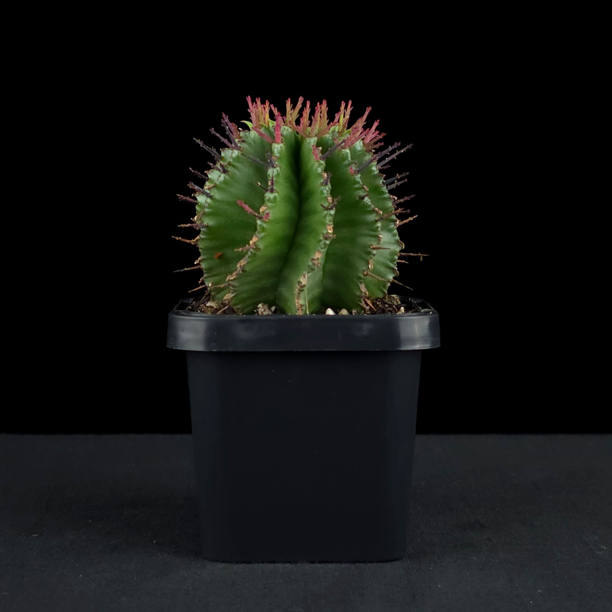 Euphorbia polygona (WA Prohibited)