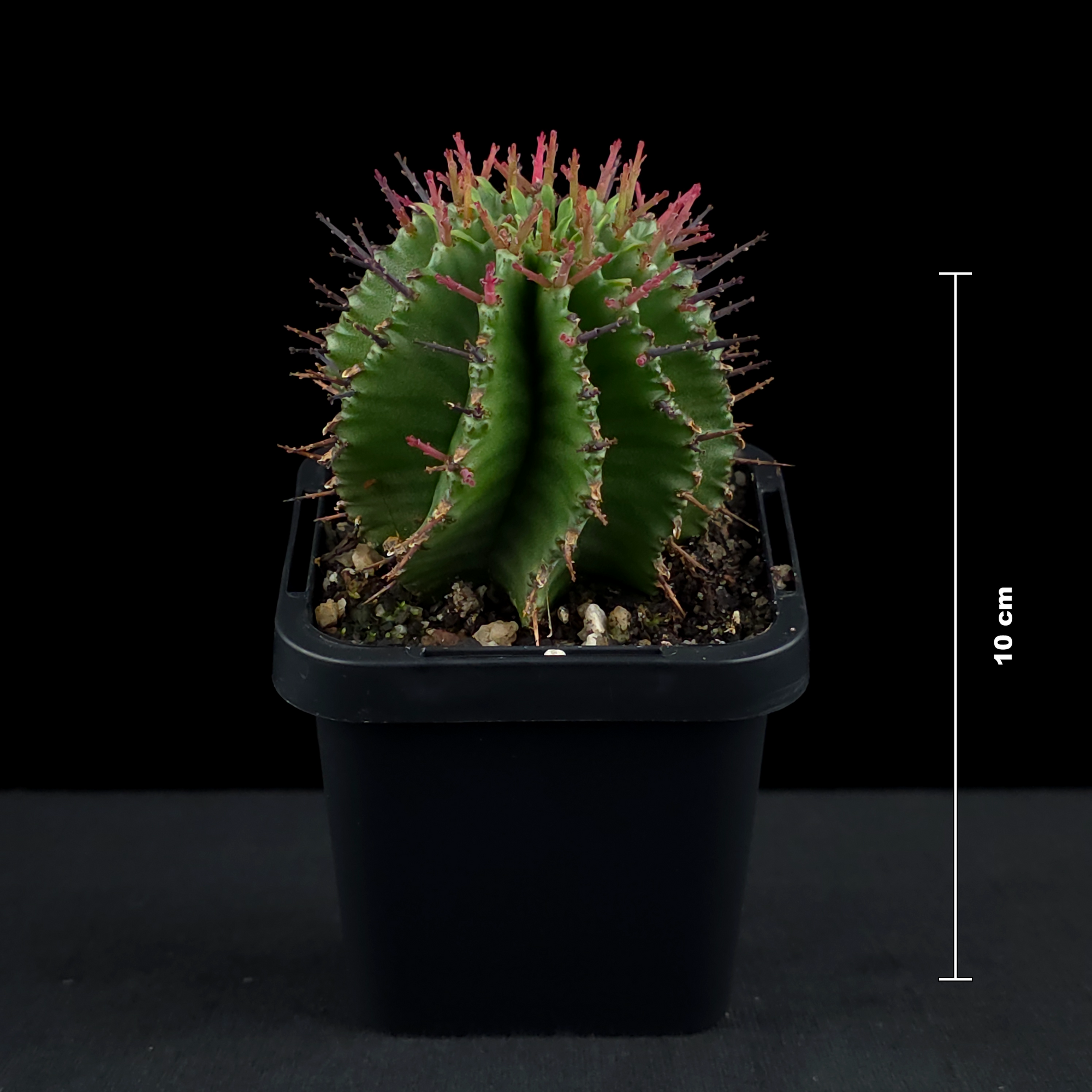 Euphorbia polygona (WA Prohibited)