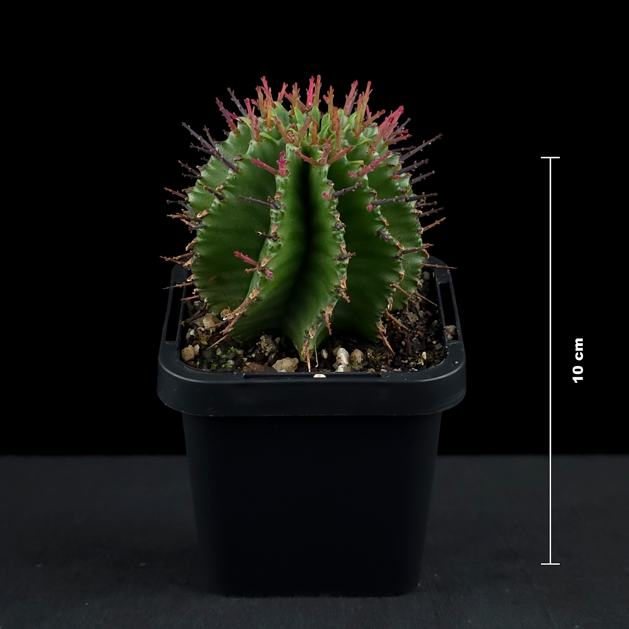 Euphorbia polygona (WA Prohibited)