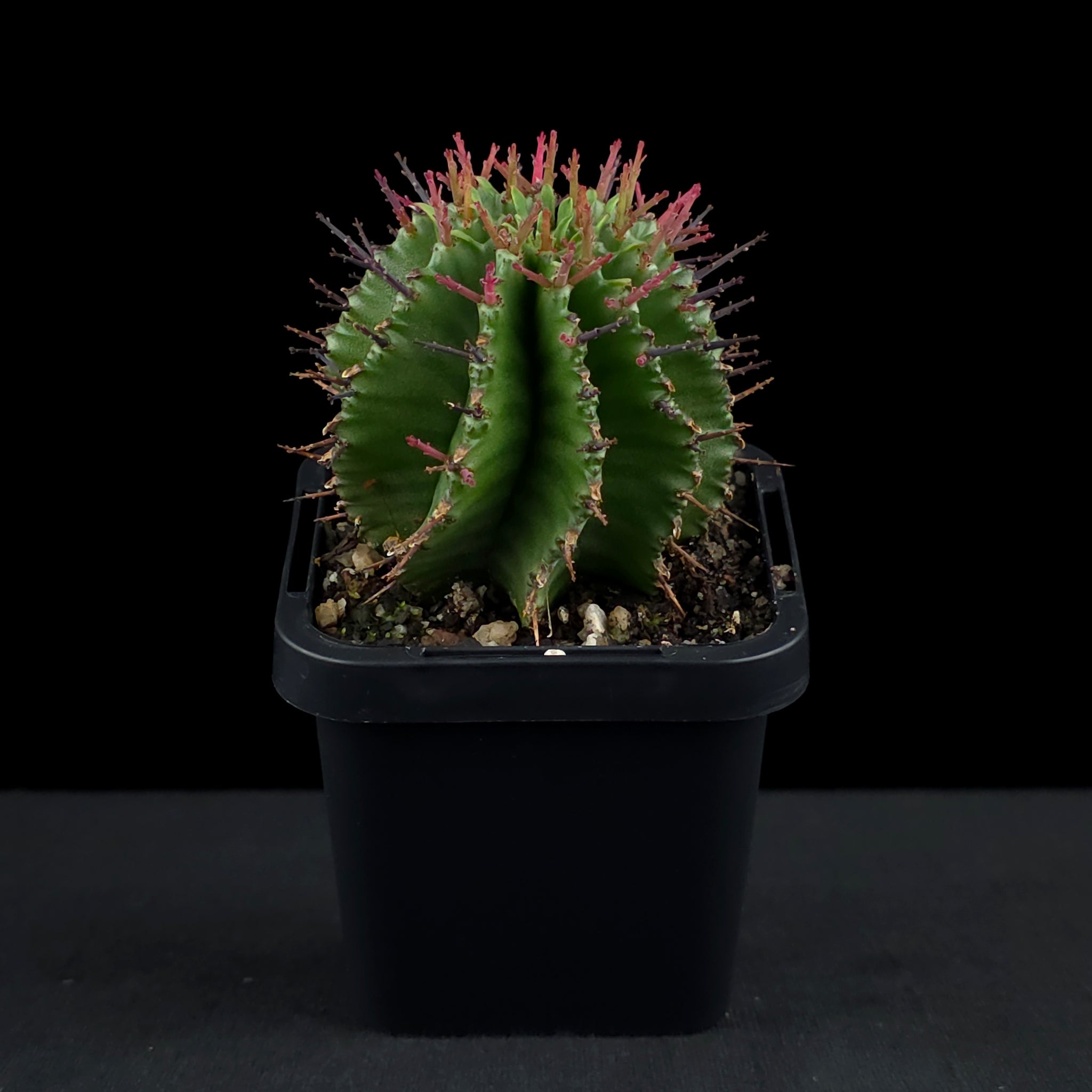 Euphorbia polygona (WA Prohibited)