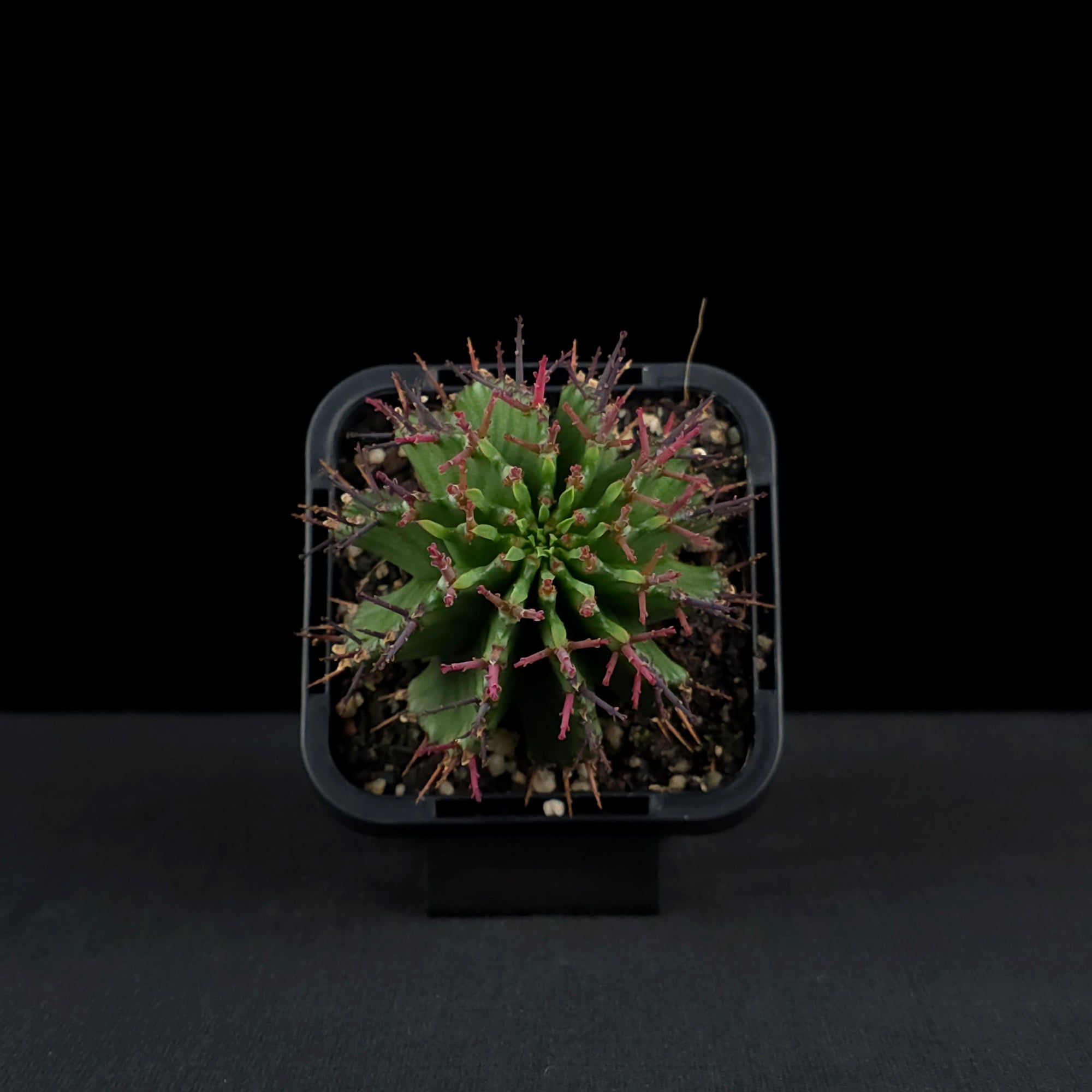 Euphorbia polygona (WA Prohibited)