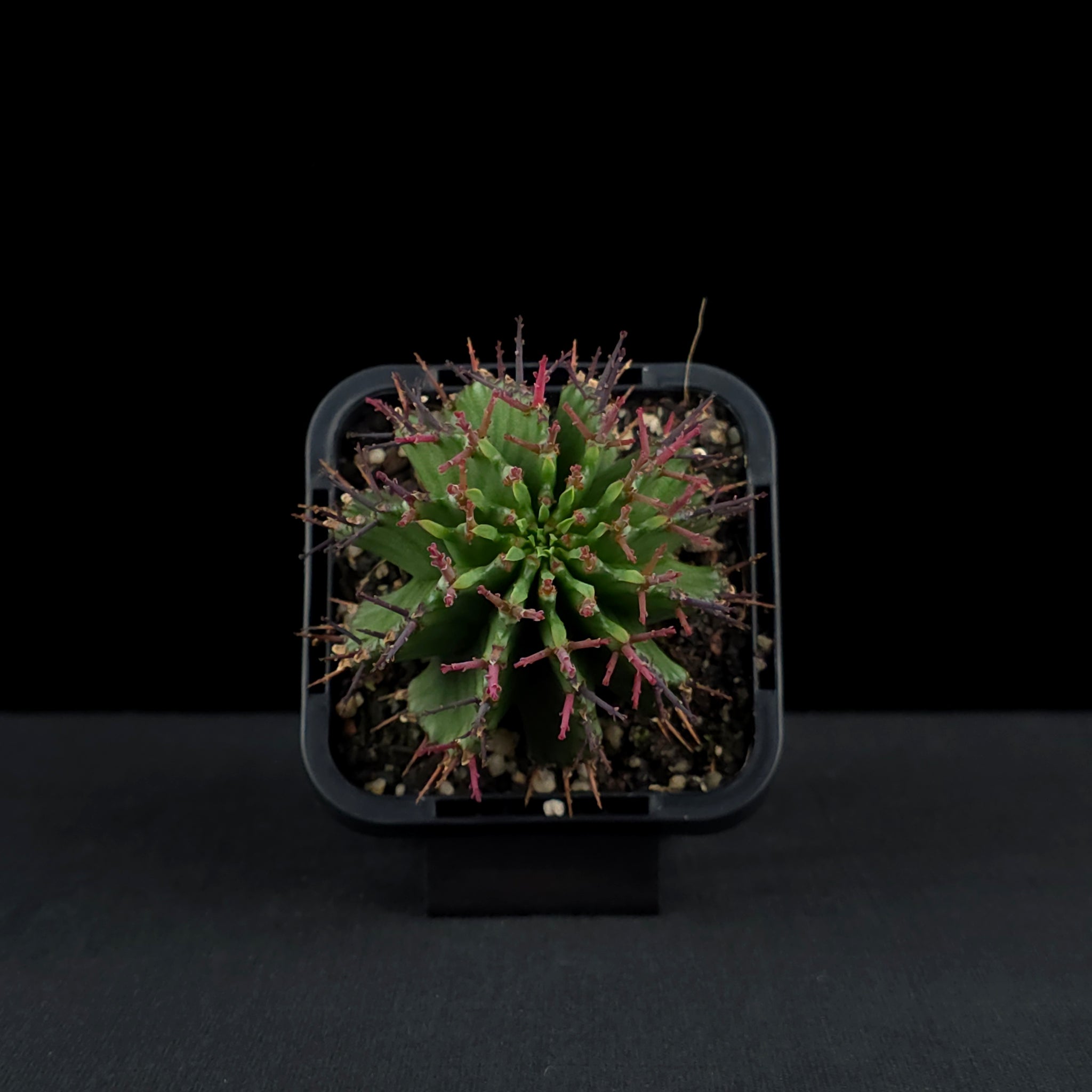 Euphorbia polygona (WA Prohibited)