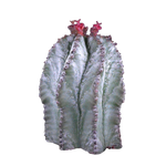 Euphorbia polygona 'Azure' (WA Prohibited)